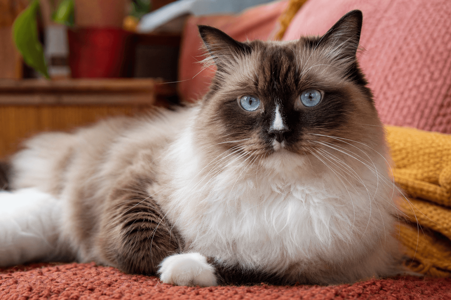15 Things to Know Before Getting a Ragdoll Cat