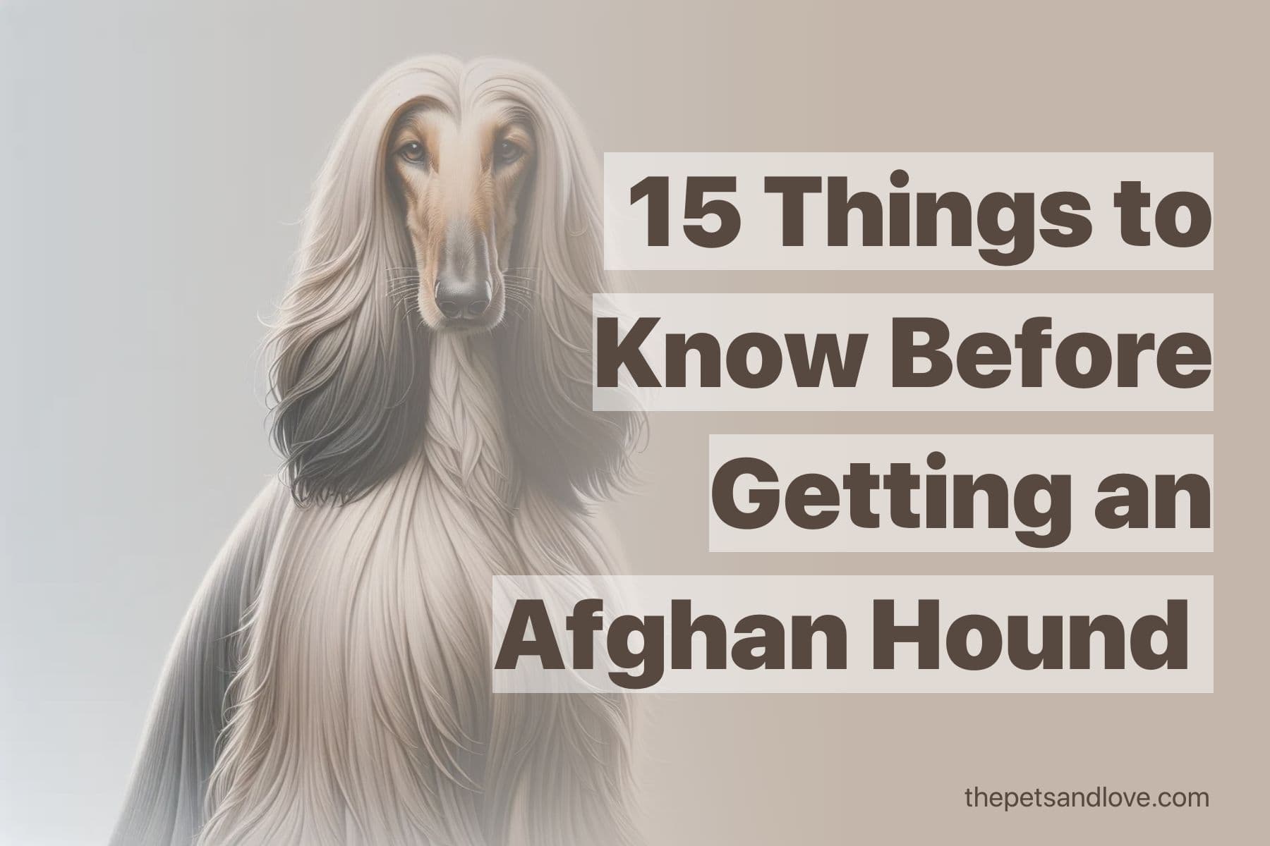 What You Should Know Before Adopting an Afghan Hound