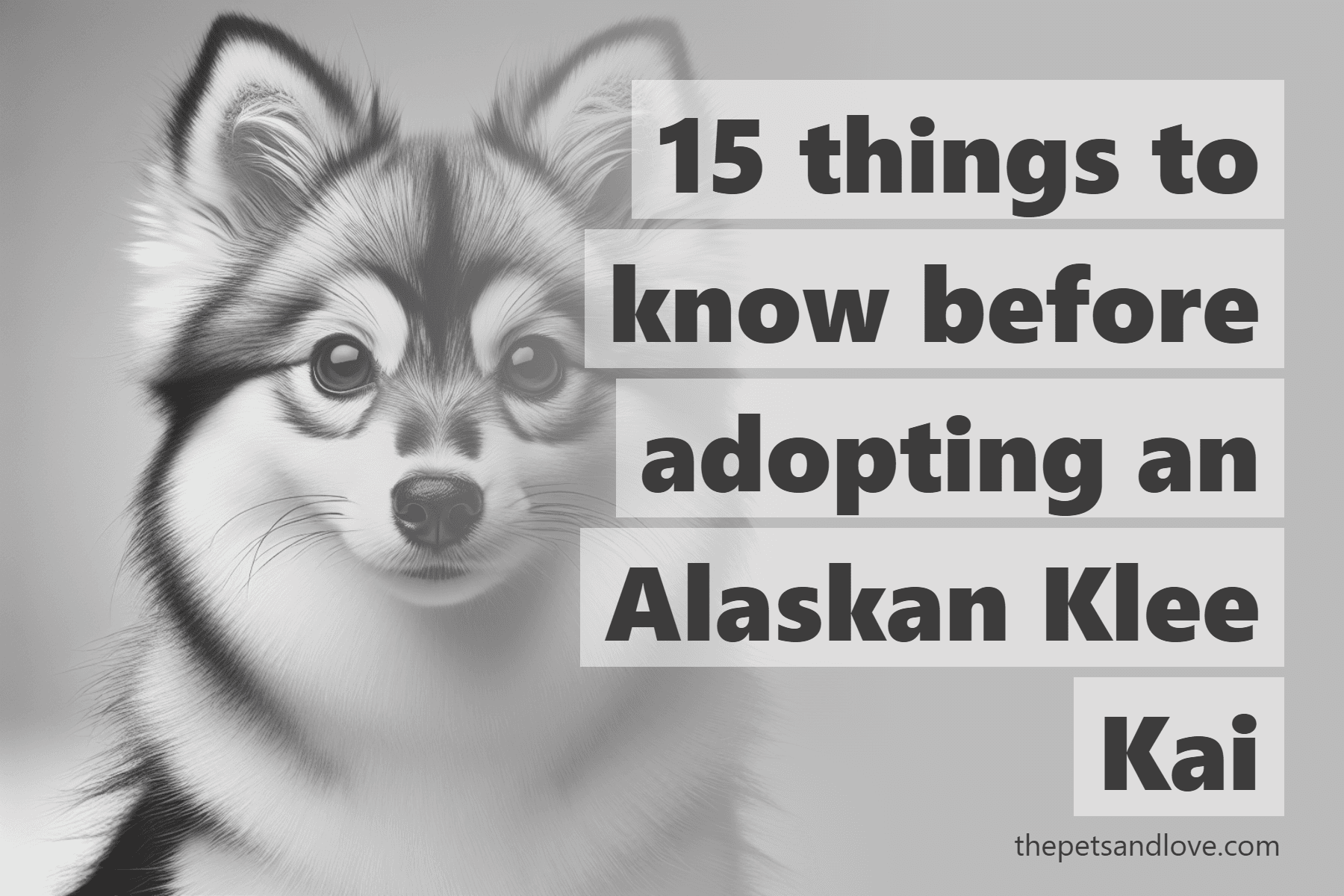 15 things to know before adopting an Alaskan Klee Kai