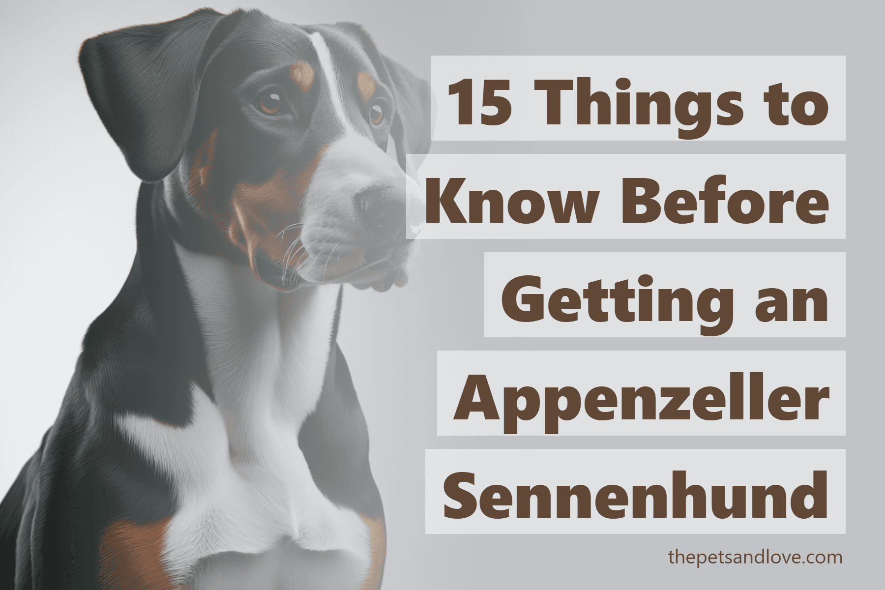 15 Things to Know Before Getting an Appenzeller Sennenhund