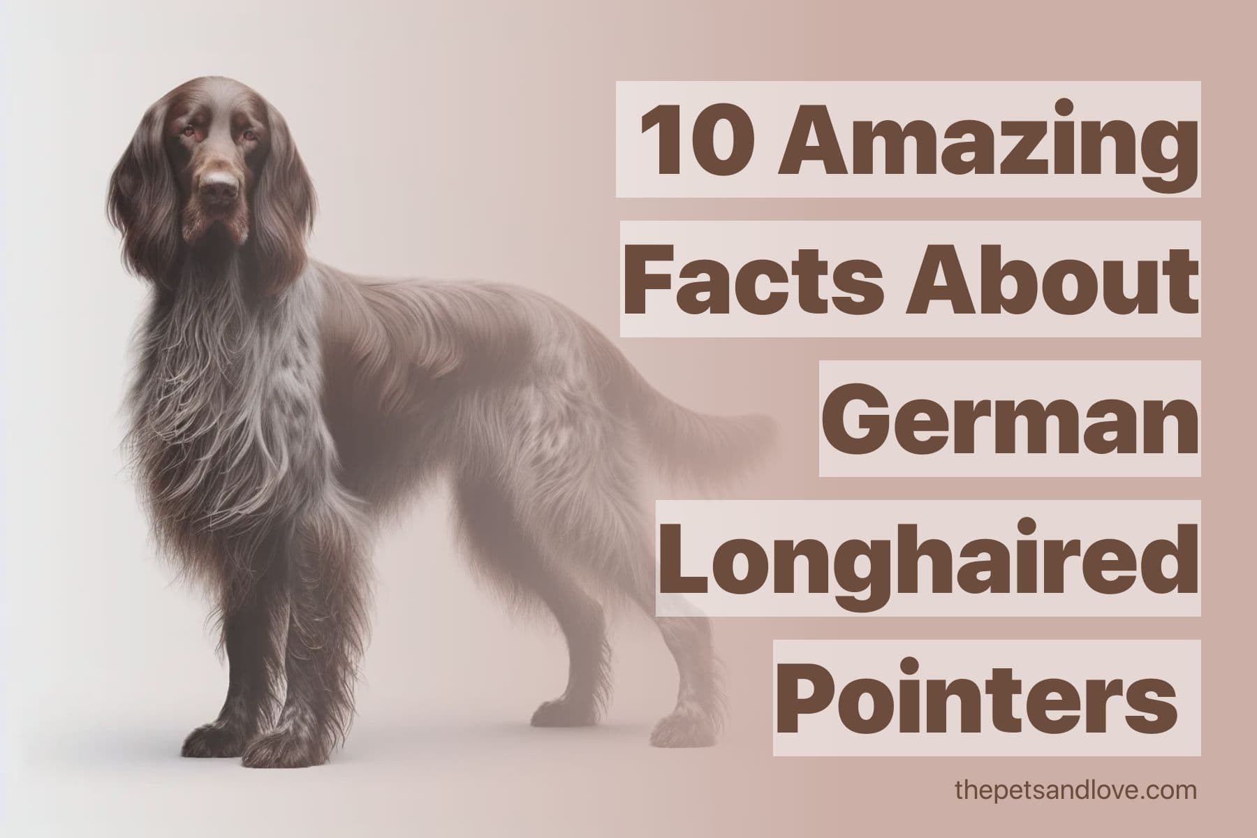 Consider These 16 Factors Before Adopting a German Longhaired Pointer Puppy