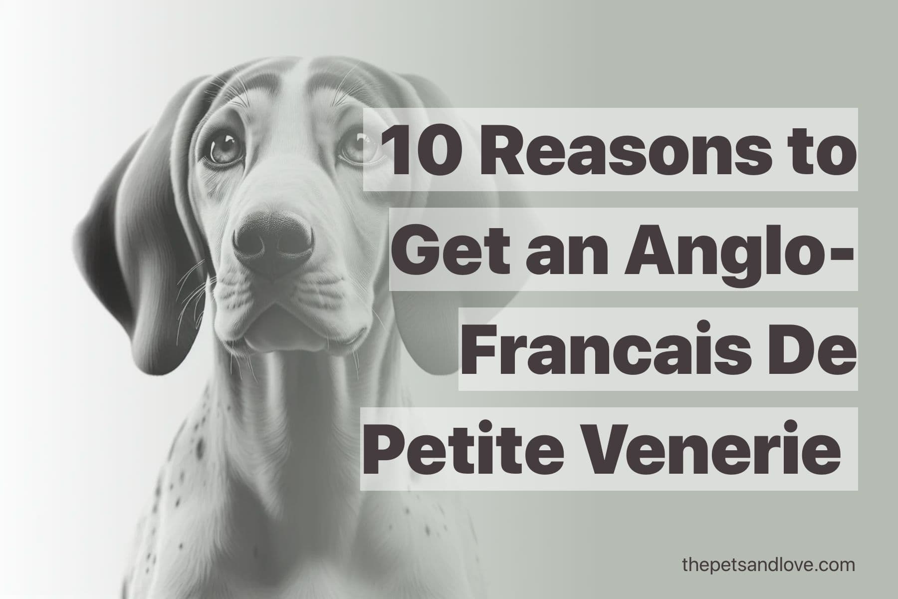 What to Consider Before Getting an Anglo-Francais De Petite Venerie: 16 Essential Tips