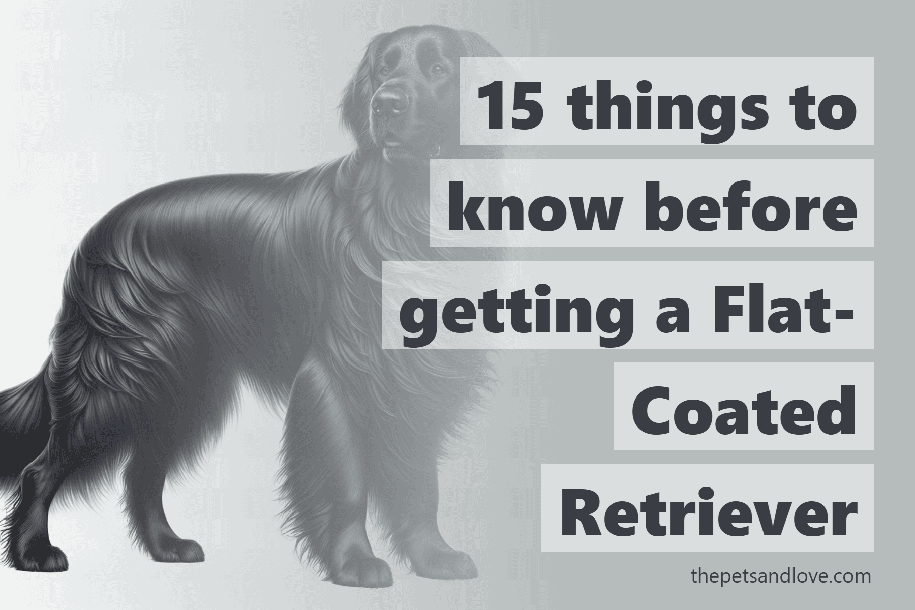 15 things to know before getting a Flat-Coated Retriever