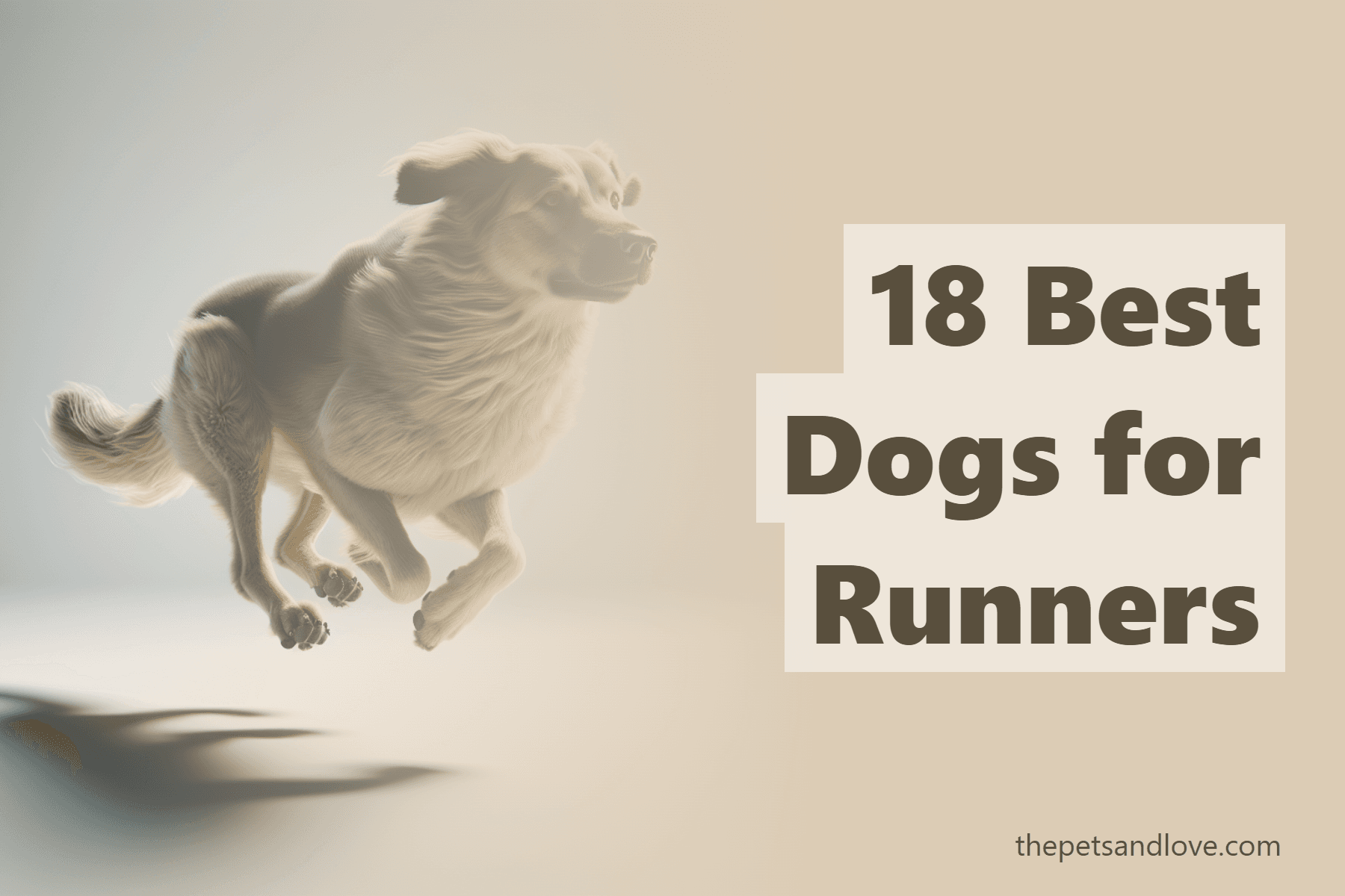 18 Best Dogs for Runners
