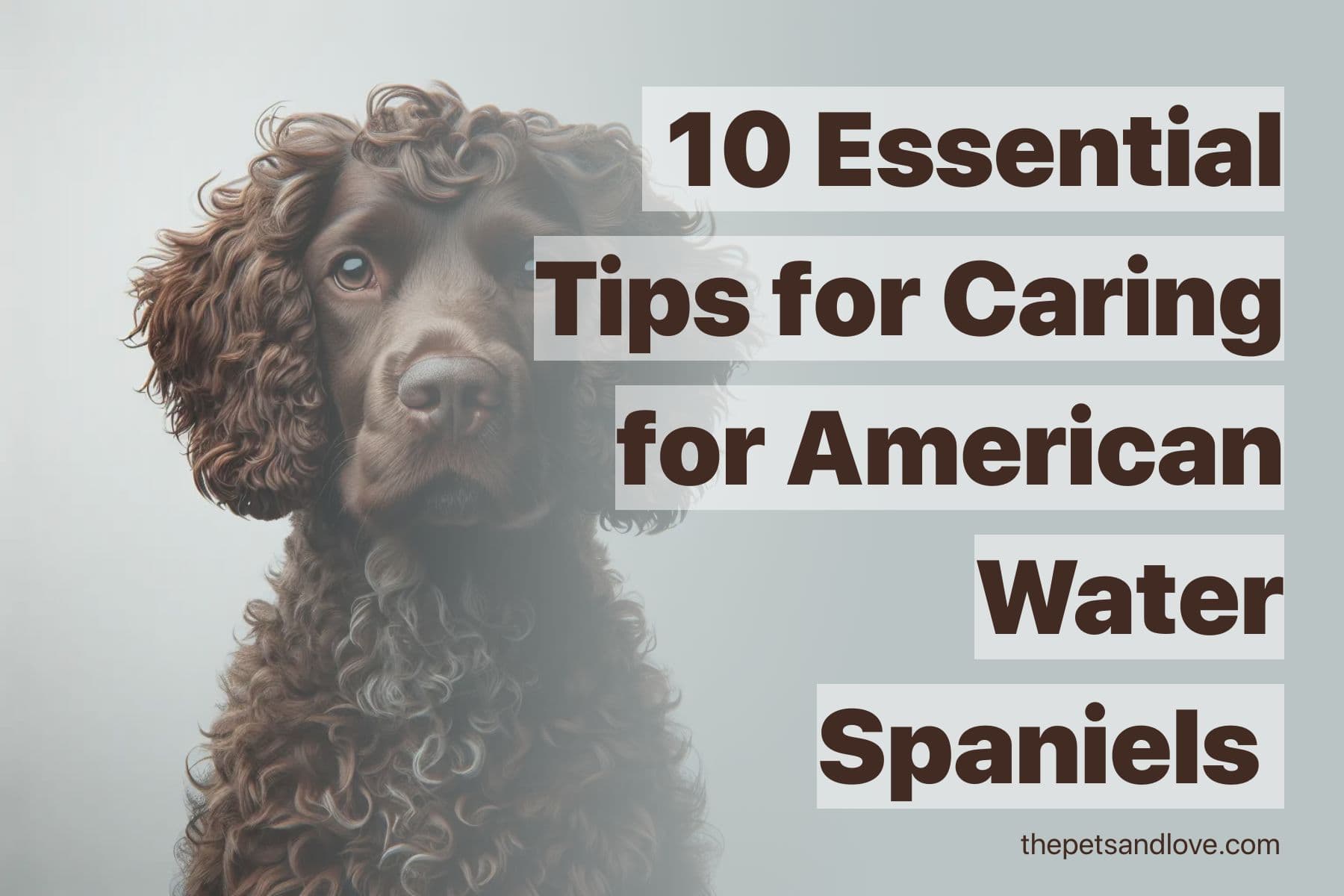 10 Things to Know Before Getting an American Water Spaniel