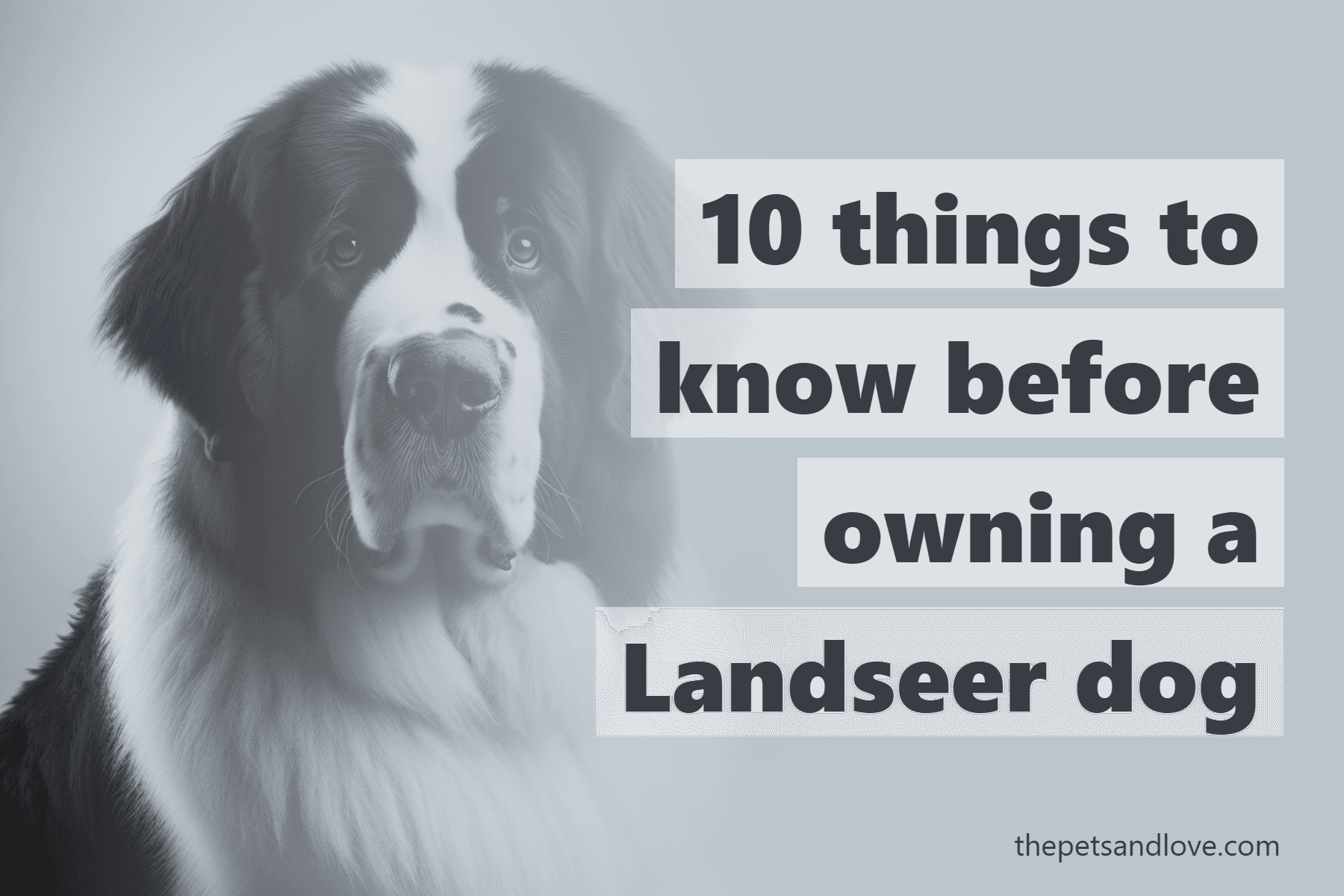 10 things to know before owning a Landseer dog