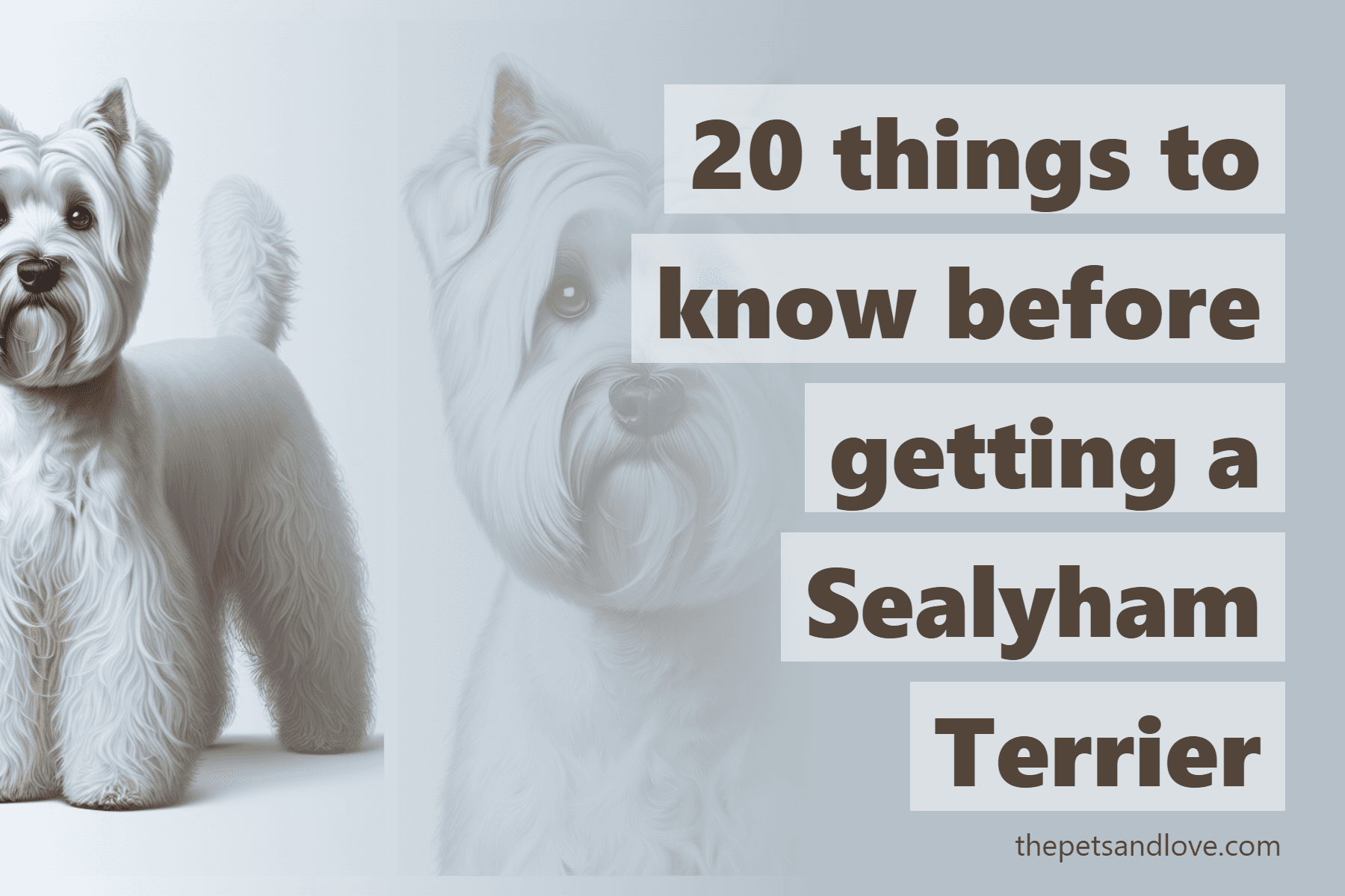 20 things to know before getting a Sealyham Terrier