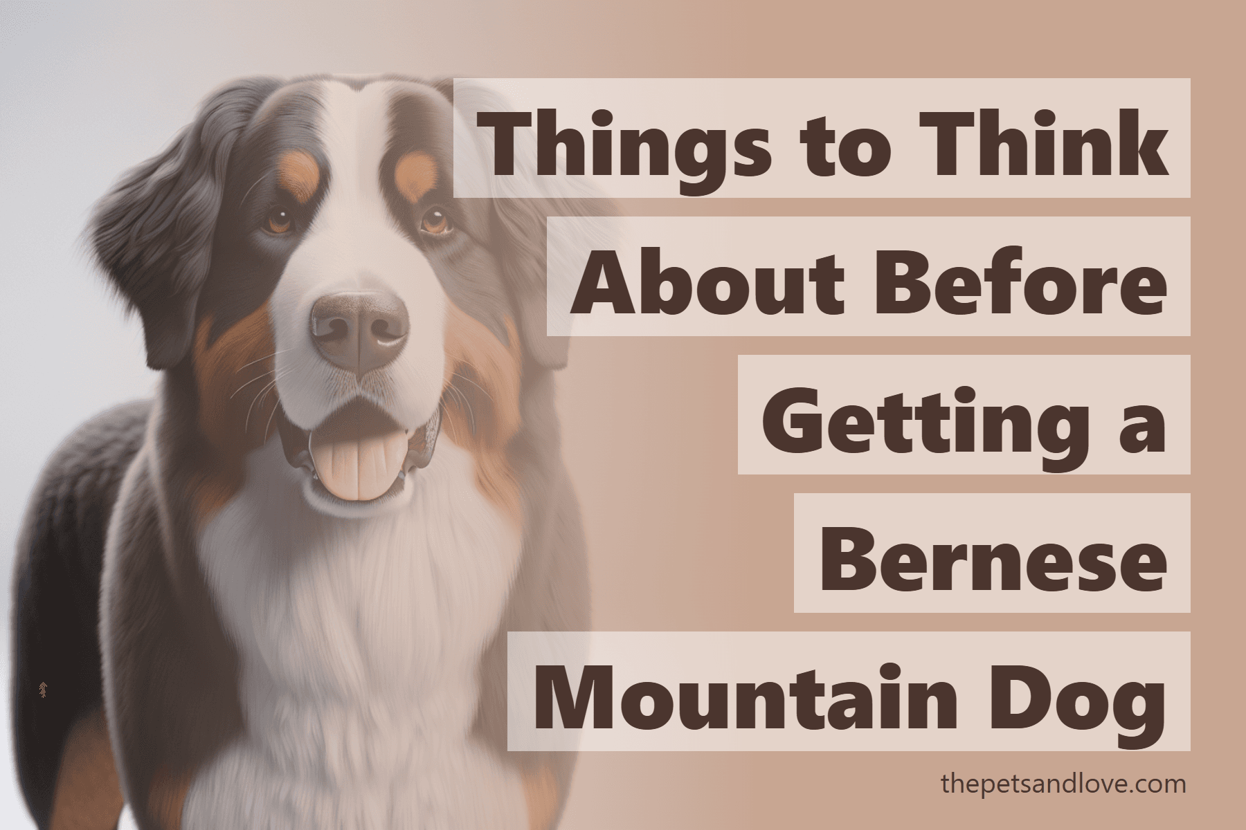 Things to Think About Before Getting a Bernese Mountain Dog