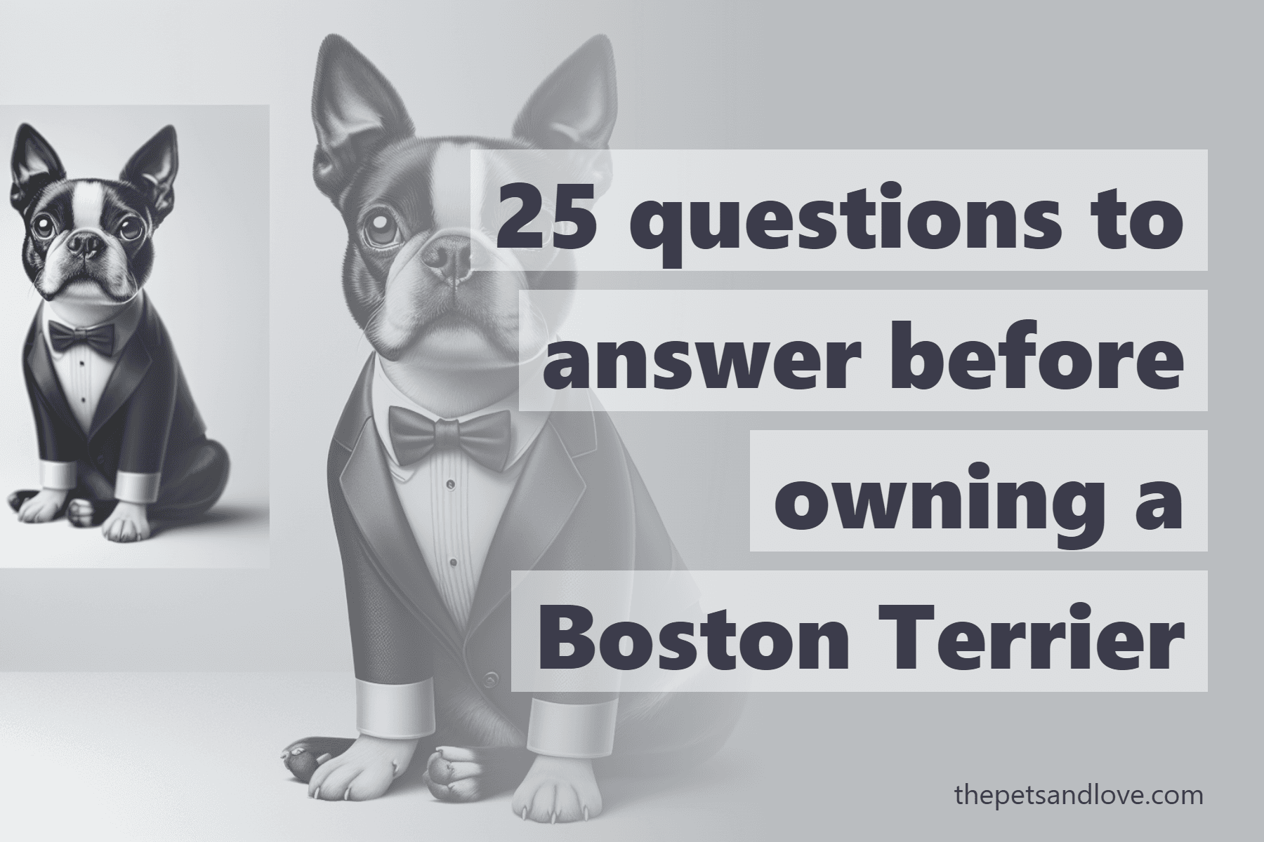 25 questions to answer before owning a Boston Terrier