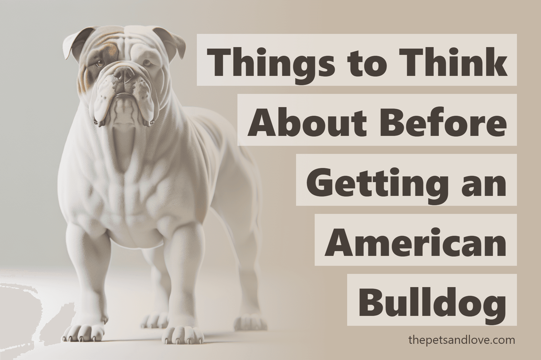 Things to Think About Before Getting an American Bulldog