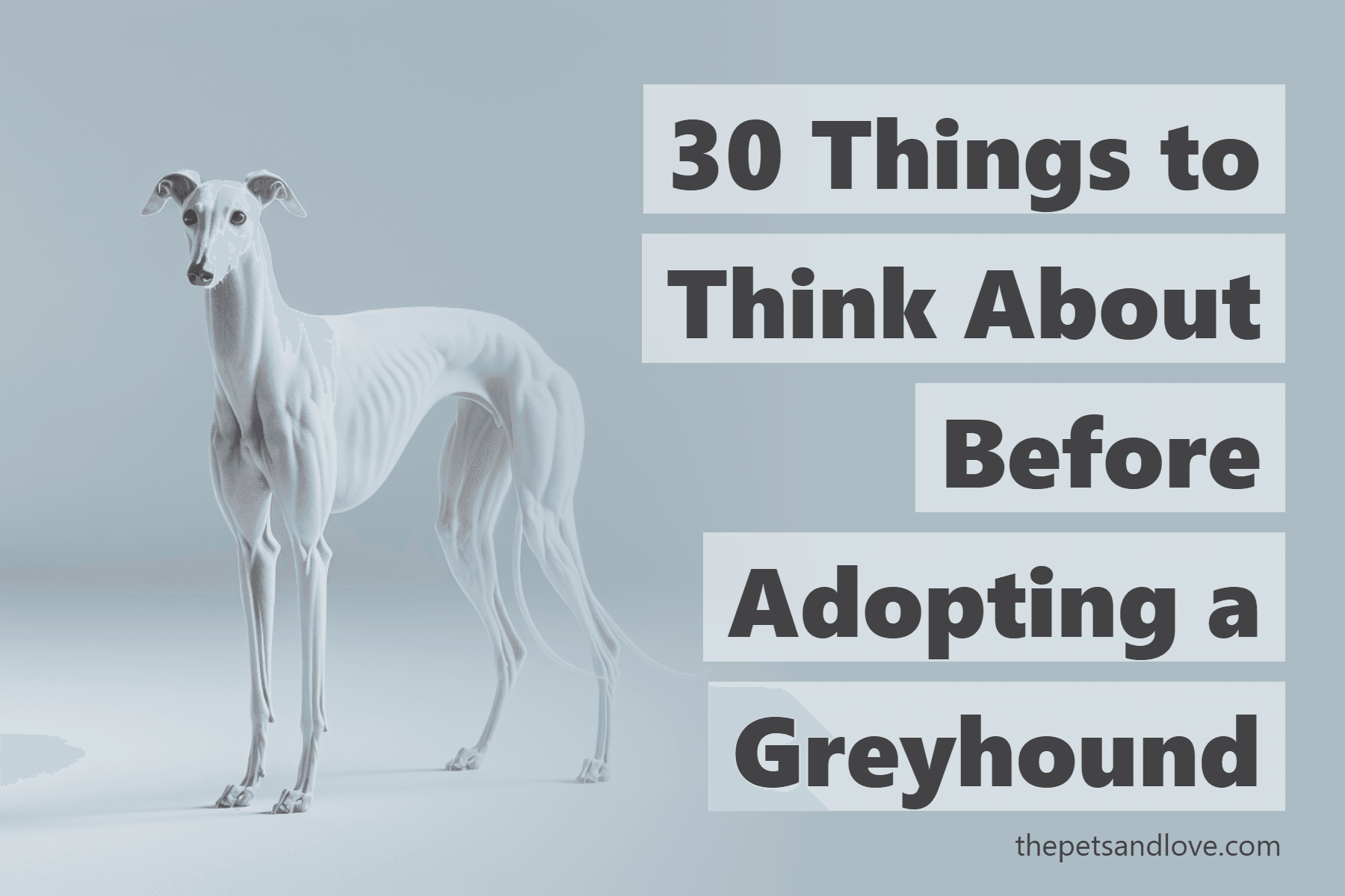 30 Things to Think About Before Adopting a Greyhound
