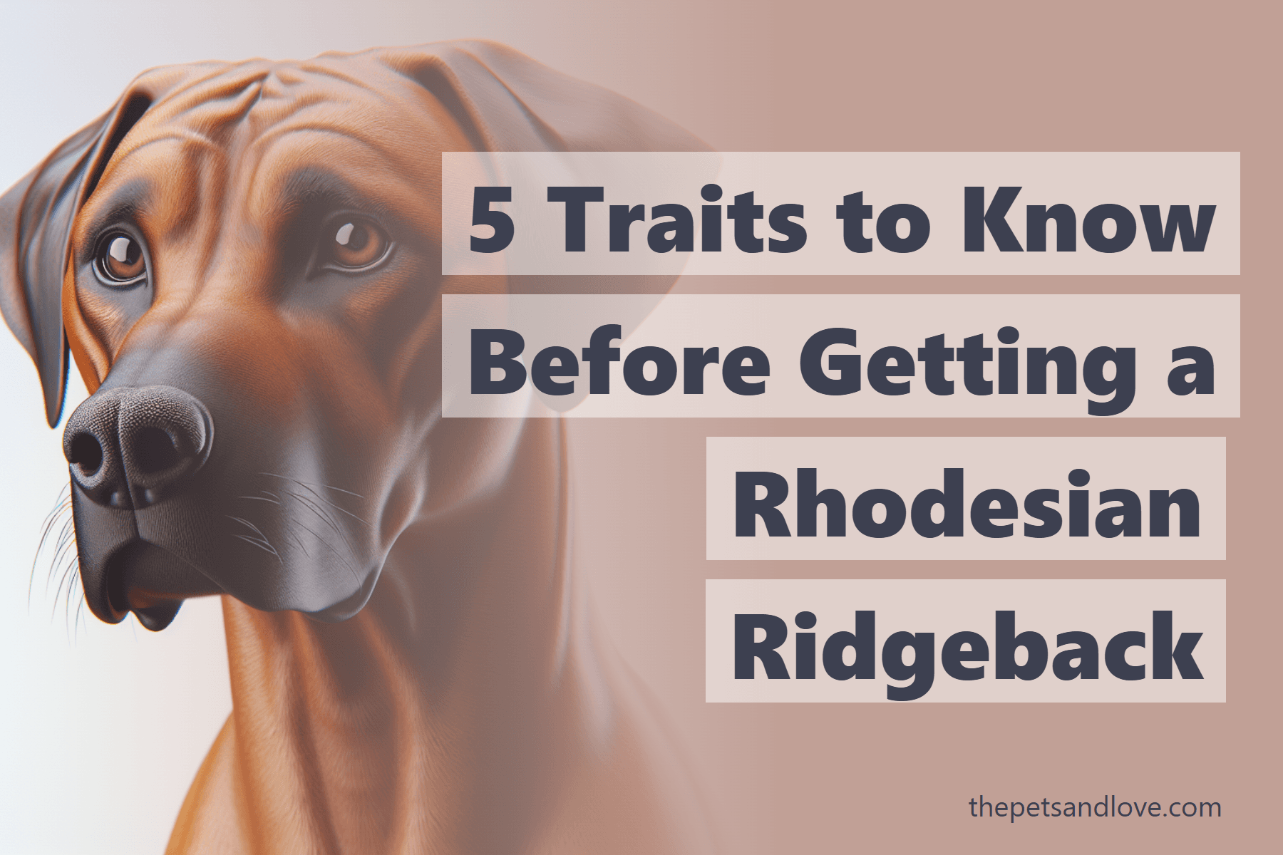 5 Things I Wish I Knew Before Getting My Rhodesian Ridgeback