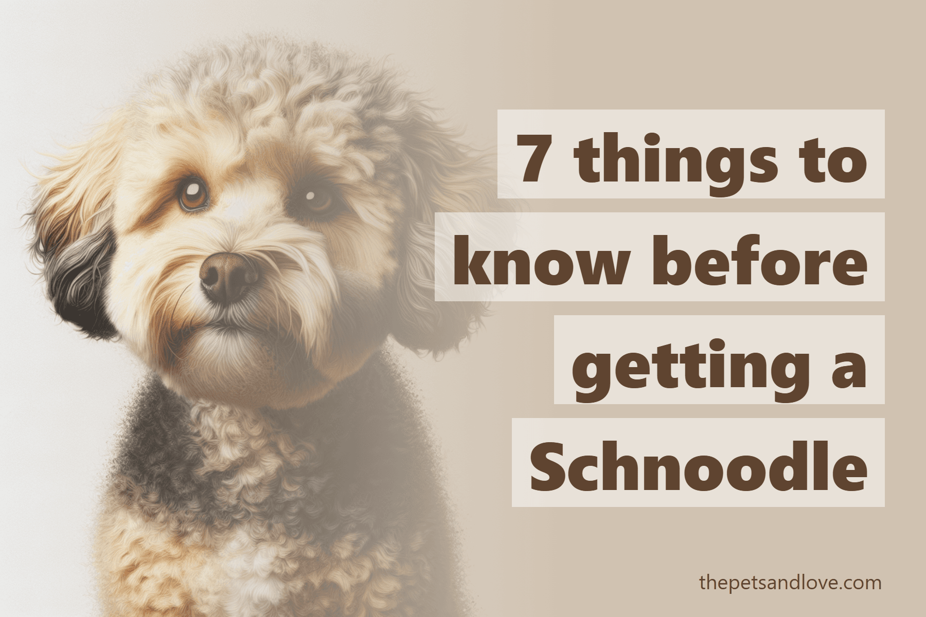 7 things to know before getting a Schnoodle