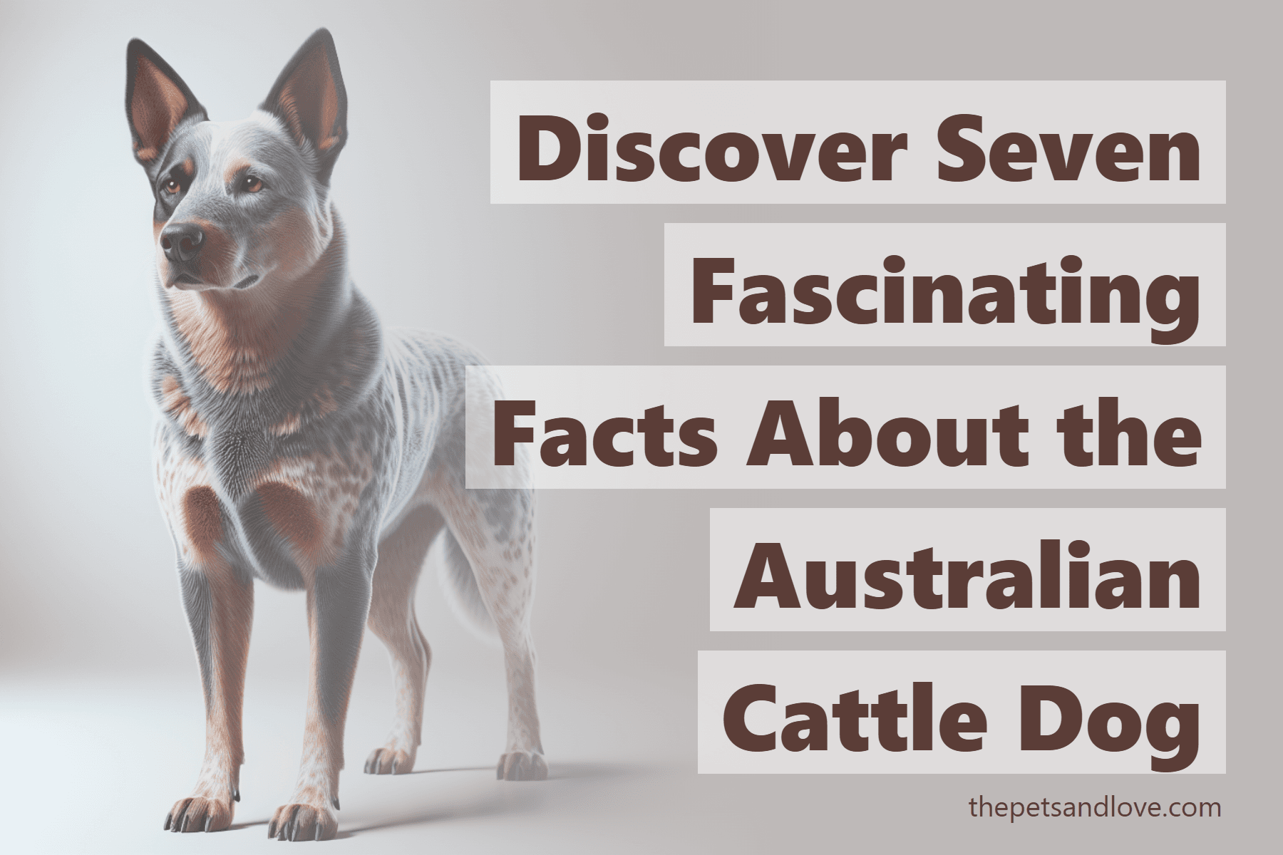 Discover Seven Fascinating Facts About the Australian Cattle Dog
