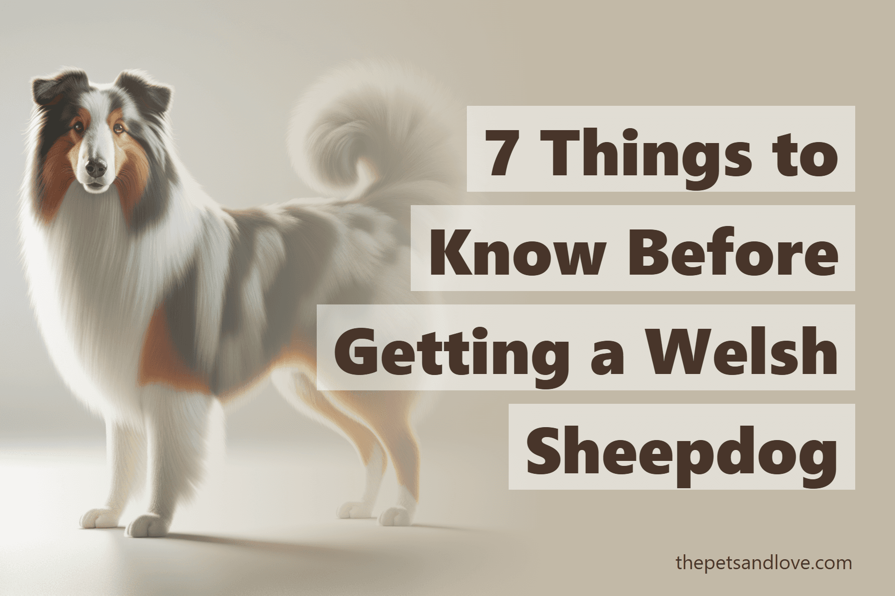 7 Things to Know Before Getting a Welsh Sheepdog