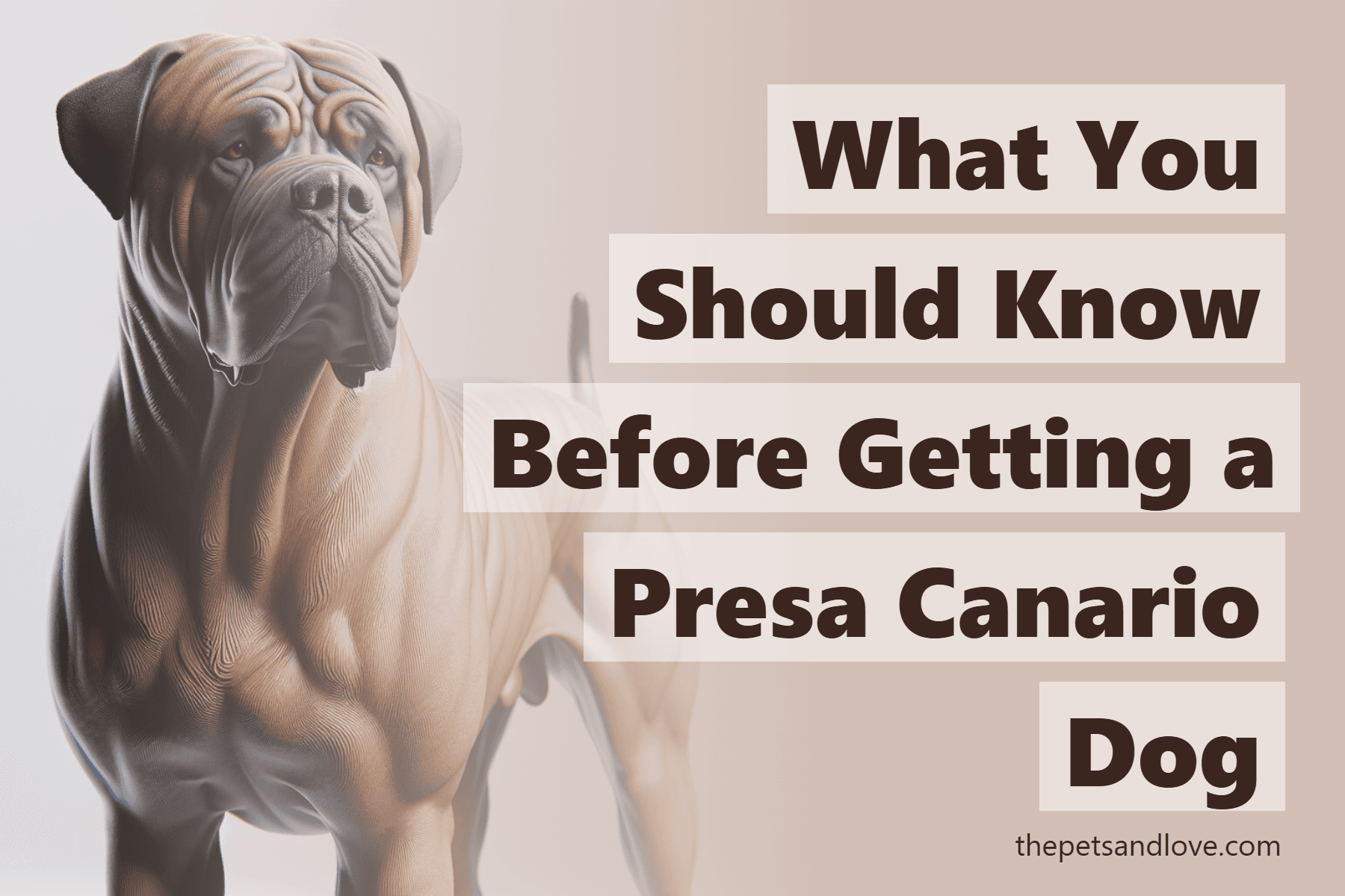 What You Should Know Before Getting a Presa Canario Dog