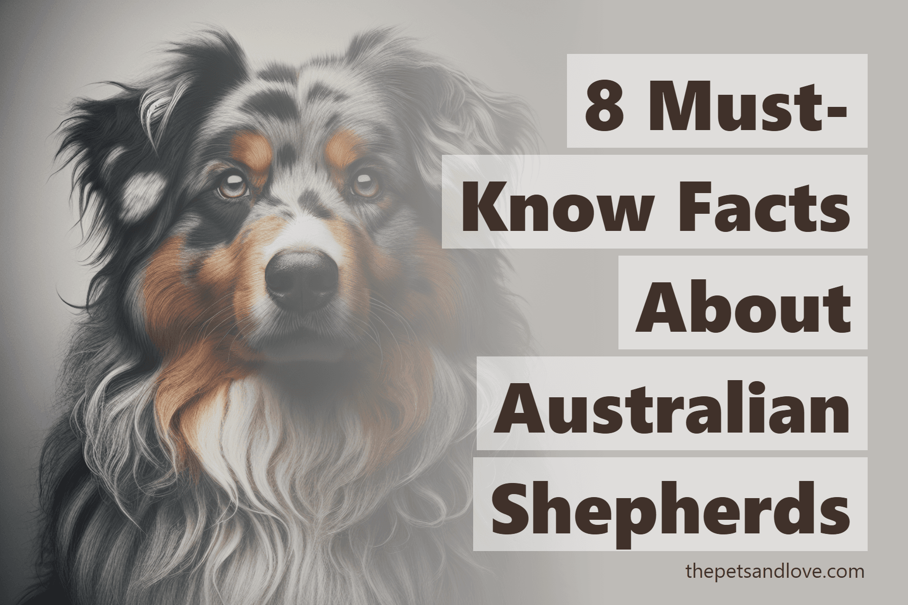 8 Must-Know Facts About Australian Shepherds