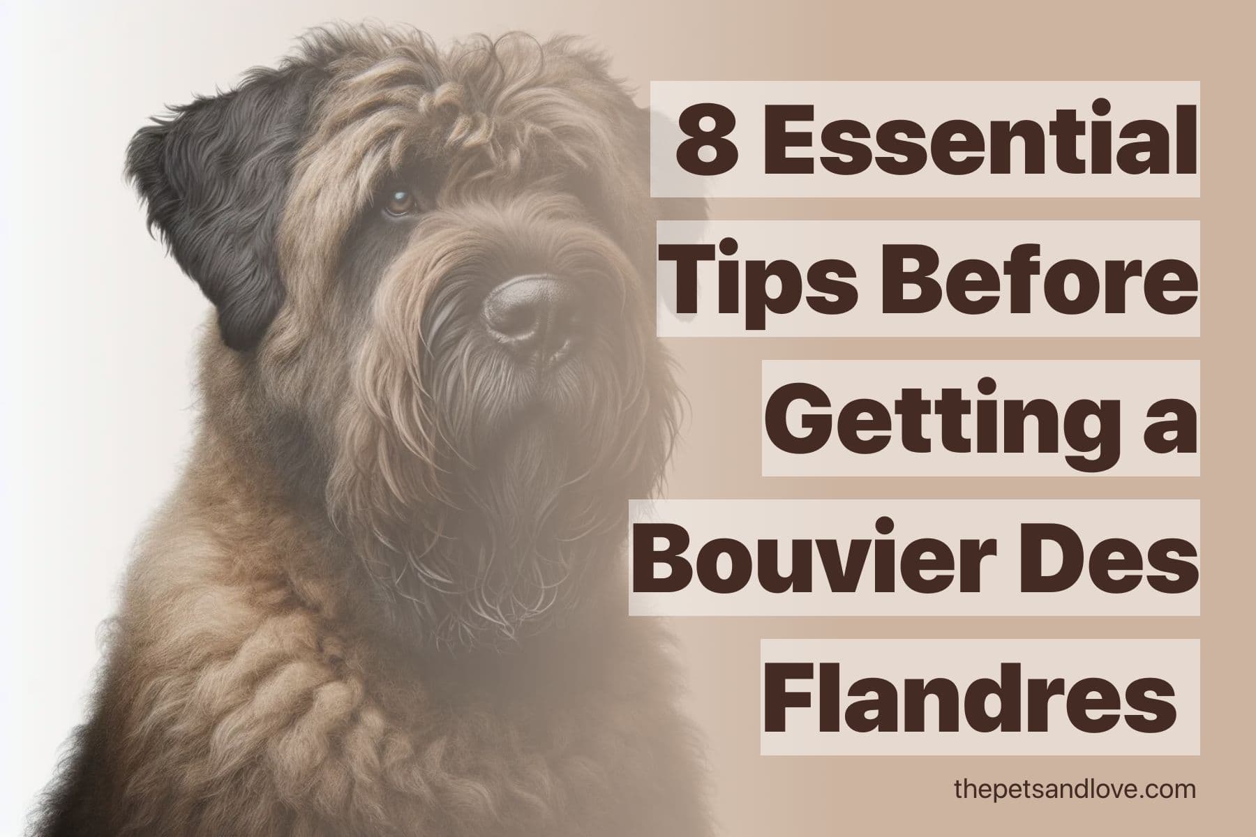 Understanding the Bouvier Des Flandres: Top 8 Considerations Before Bringing One Home