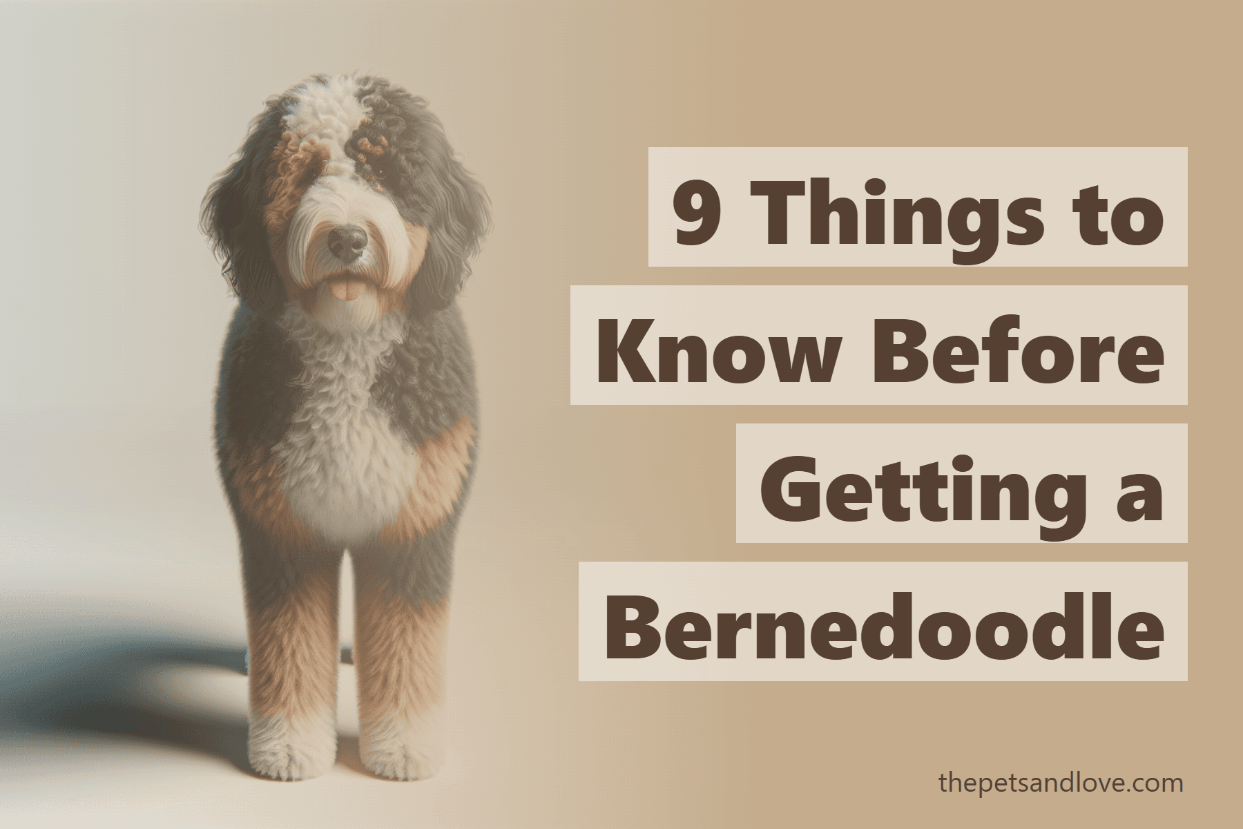 9 Things to Know Before Getting a Bernedoodle