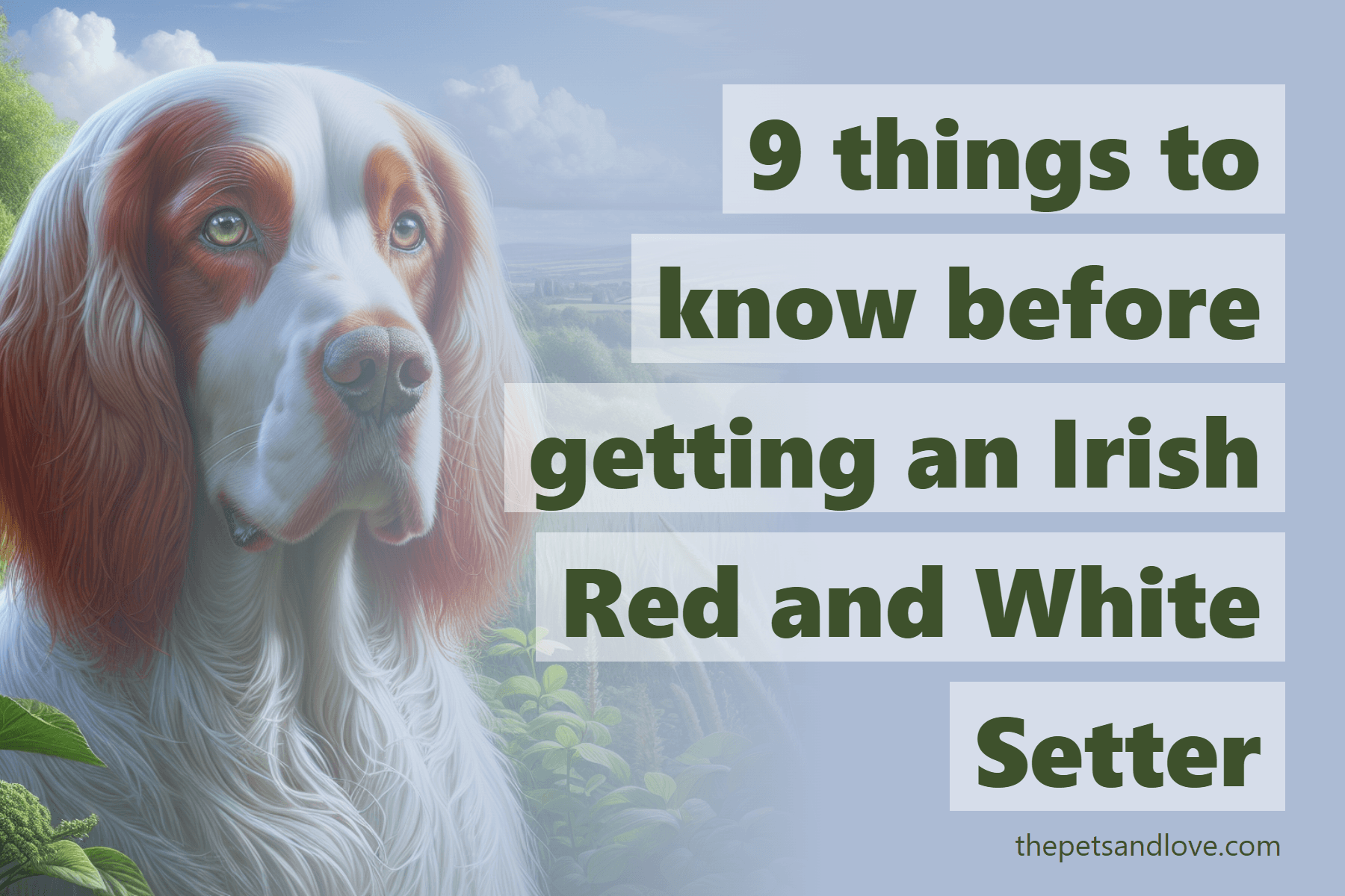 9 things to know before getting an Irish Red and White Setter