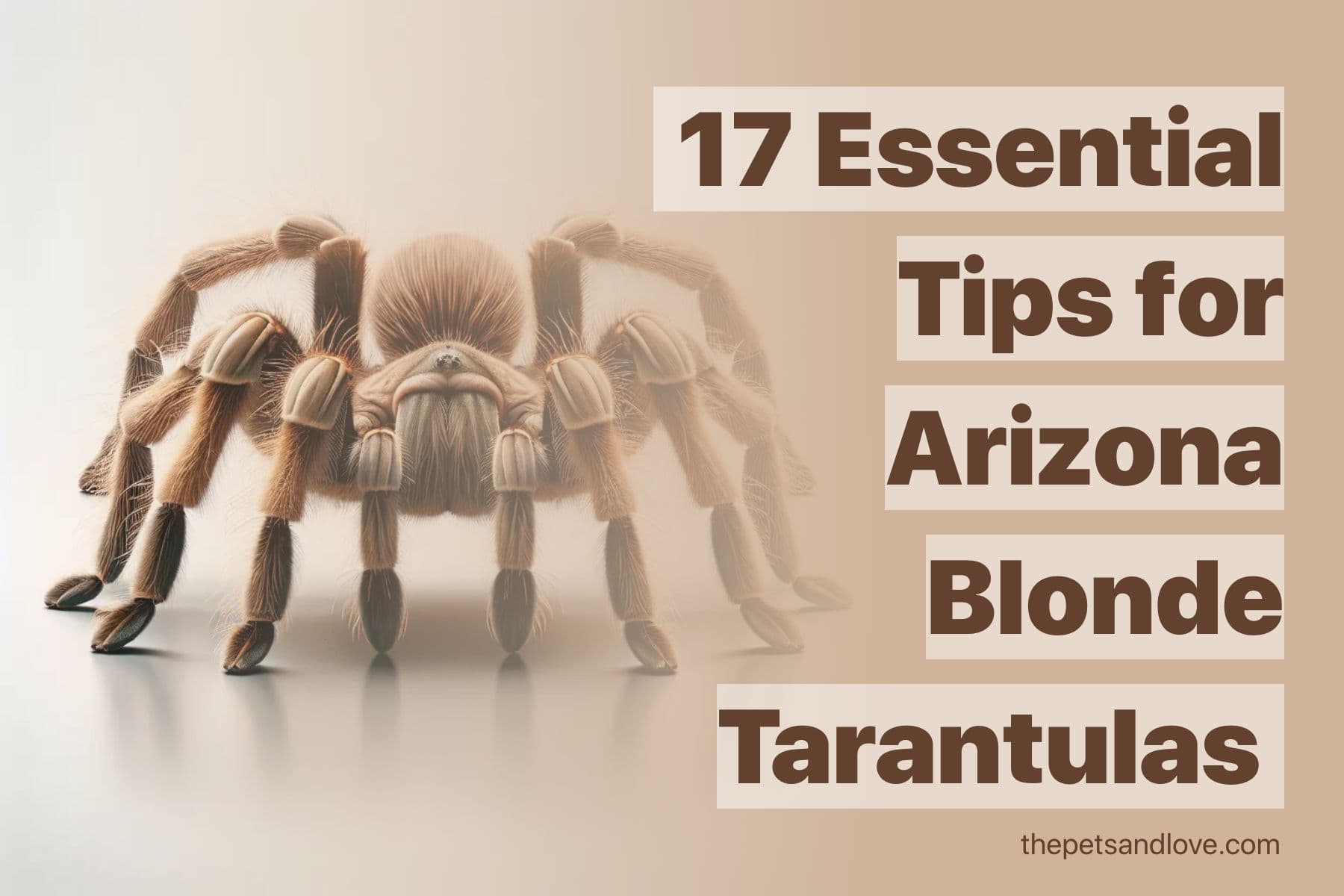 Consider these 9 factors before getting an Arizona Blonde Tarantula as a pet