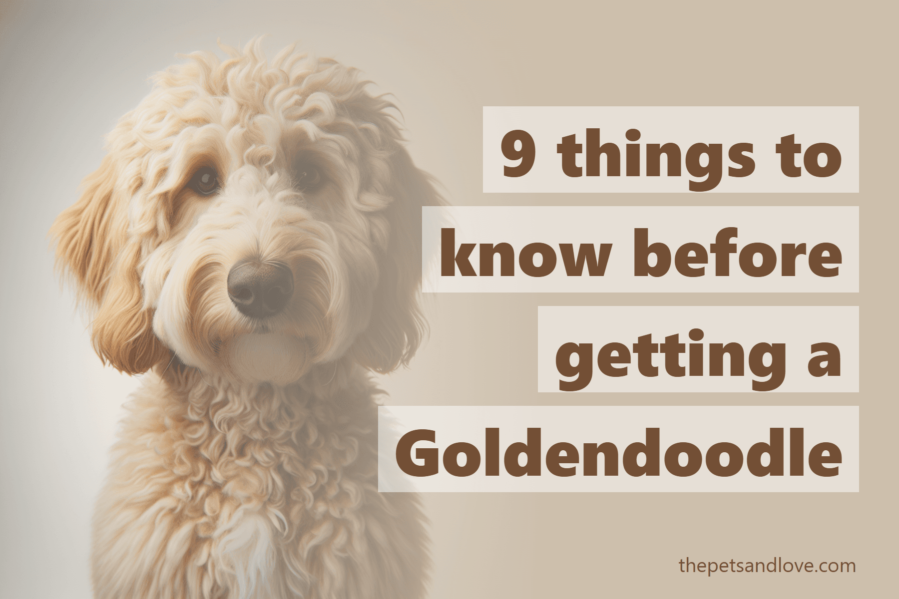 9 things to know before getting a Goldendoodle