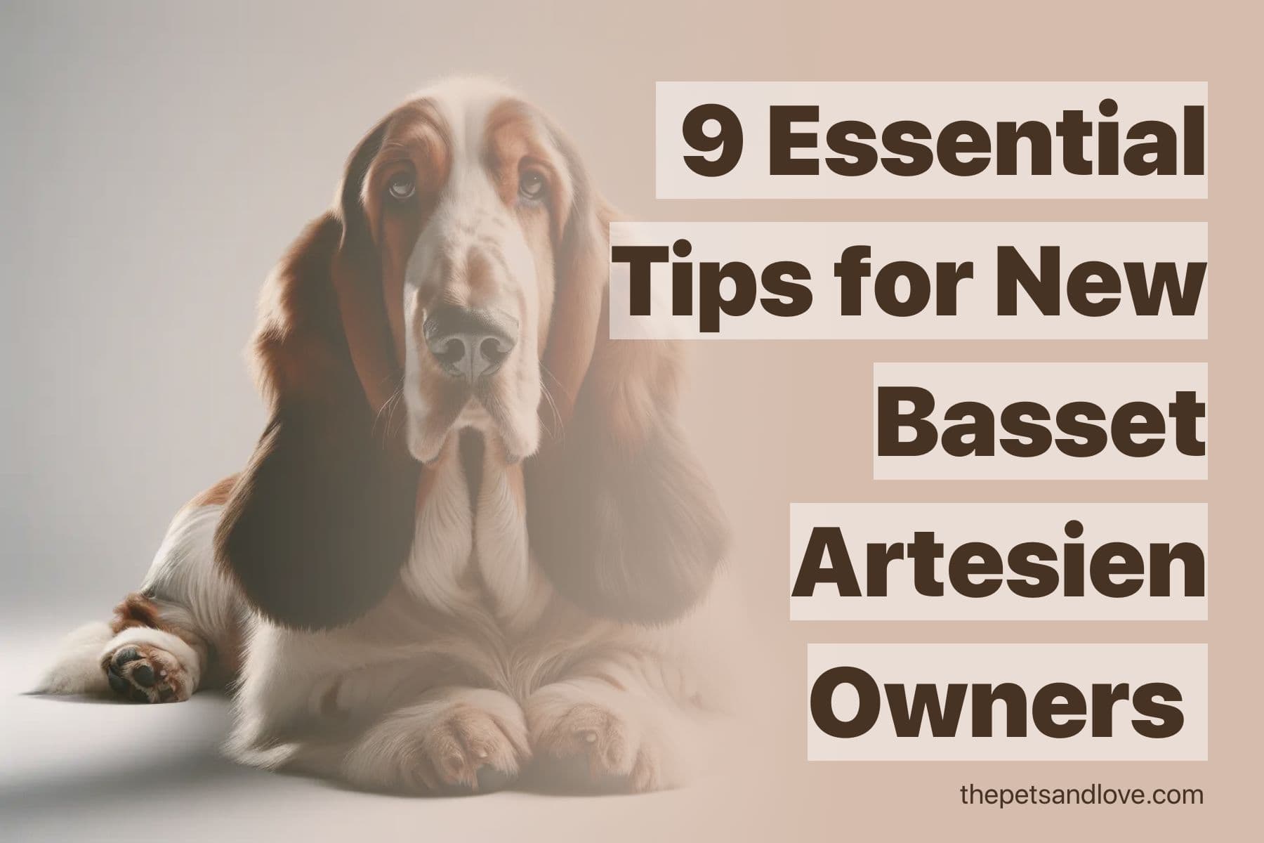 What You Should Know Before Adopting a Basset Artesien Normand Dog