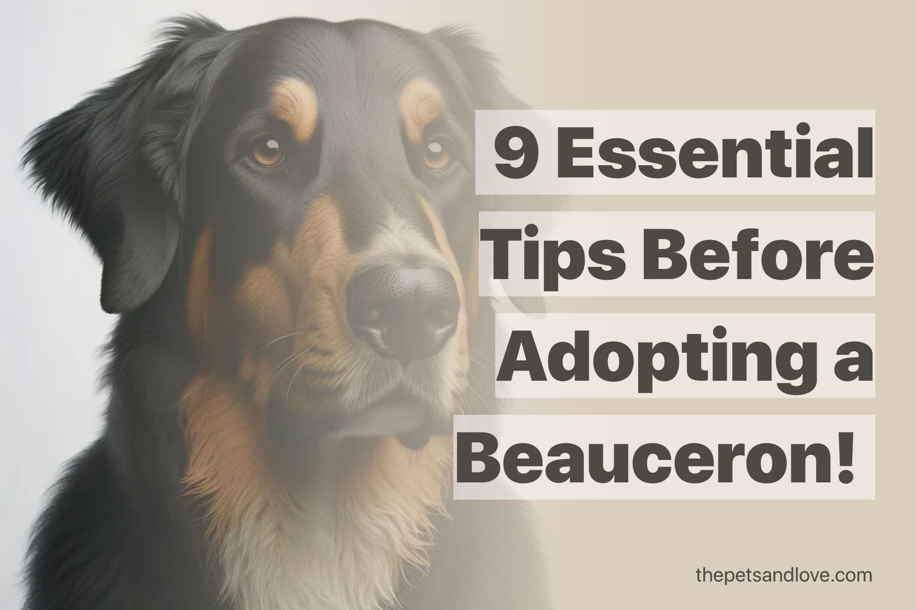 What You Should Know Before Getting a Beauceron Dog