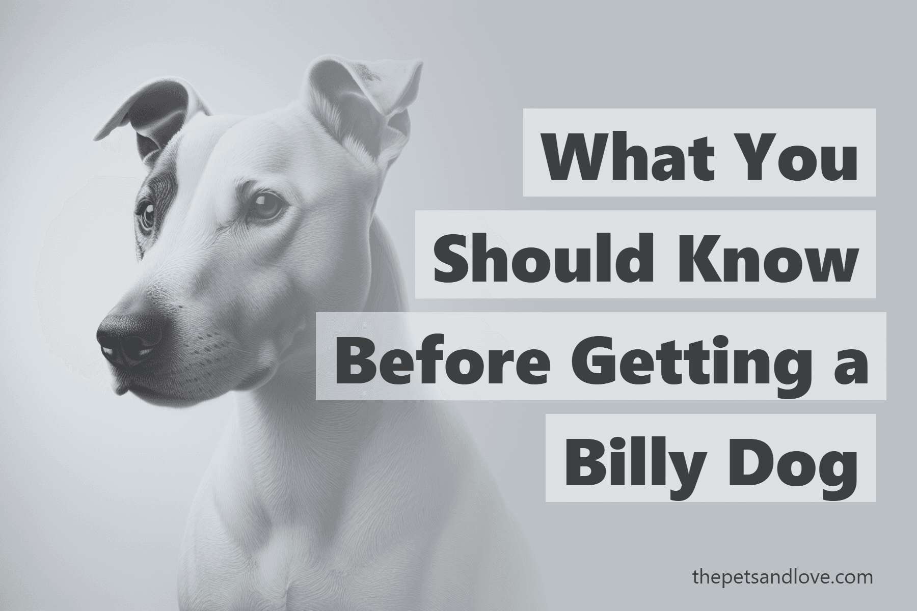 What You Should Know Before Getting a Billy Dog