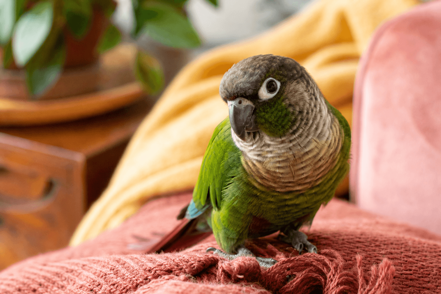 9 Things to Know Before Getting a Green-Cheek Conure