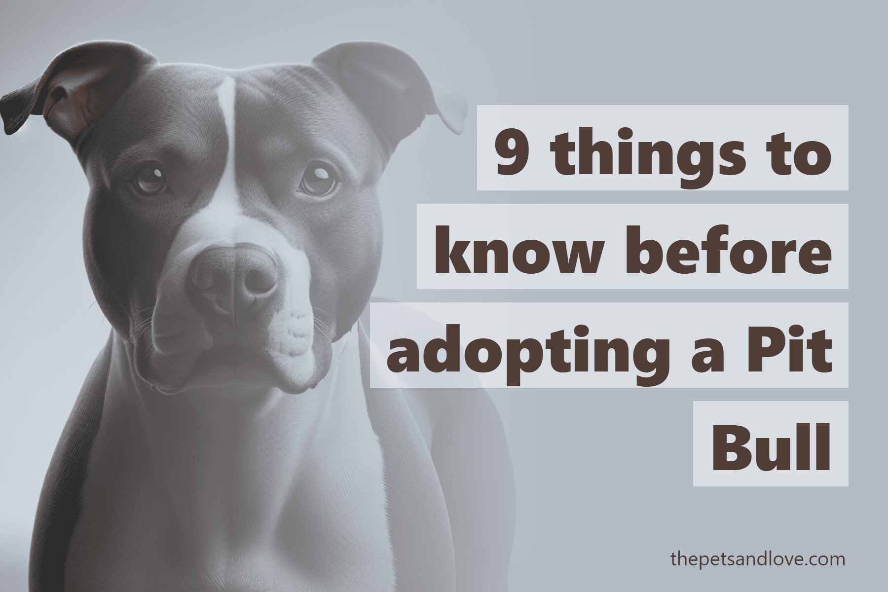 9 things to know before adopting a Pit Bull