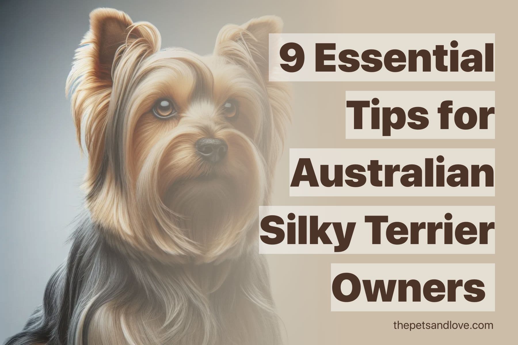 What You Should Know Before Adopting an Australian Silky Terrier