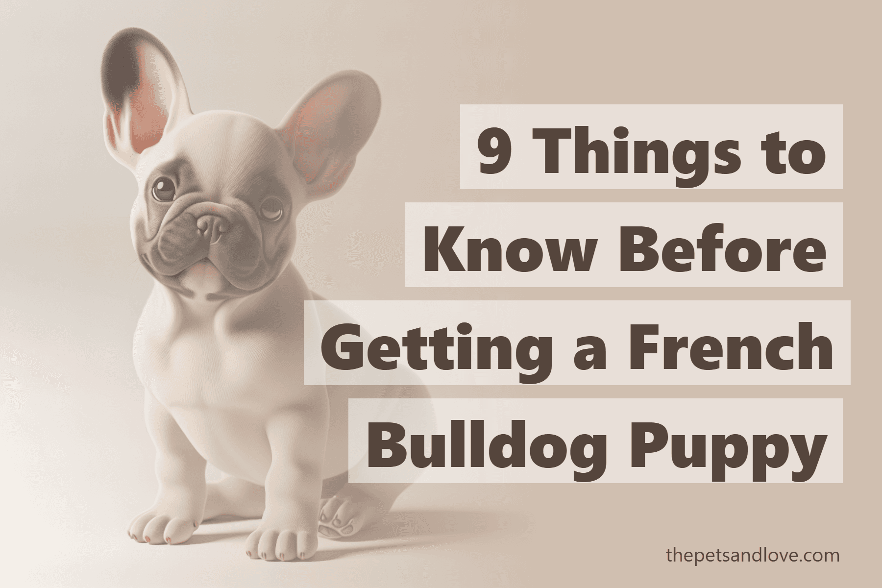 9 Things to Know Before Getting a French Bulldog Puppy