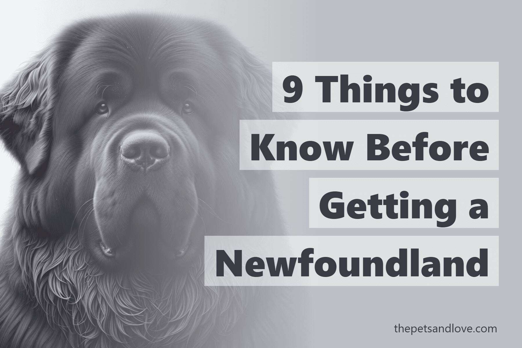 9 Things to Know Before Getting a Newfoundland