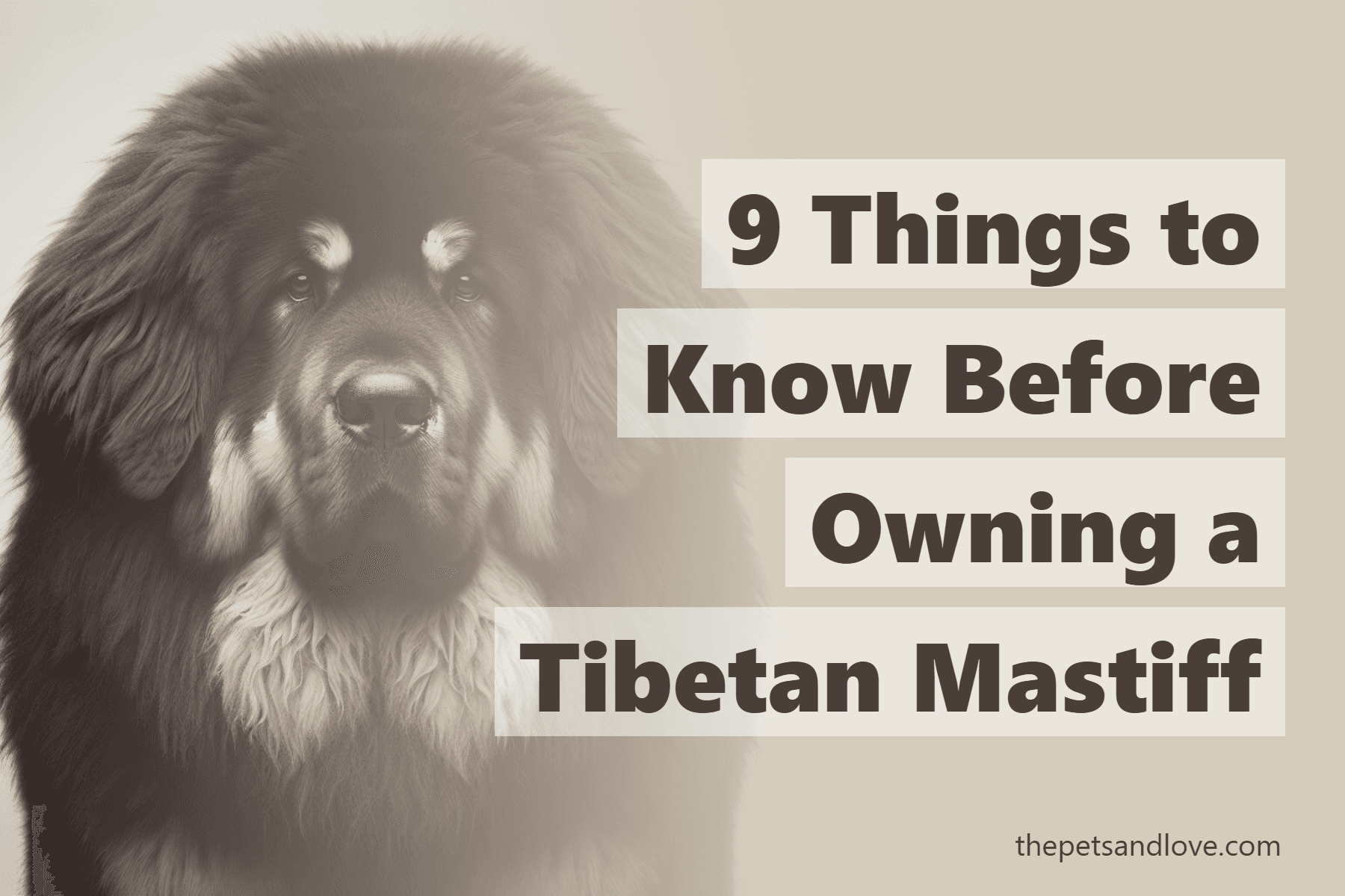 9 Things to Know Before Owning a Tibetan Mastiff