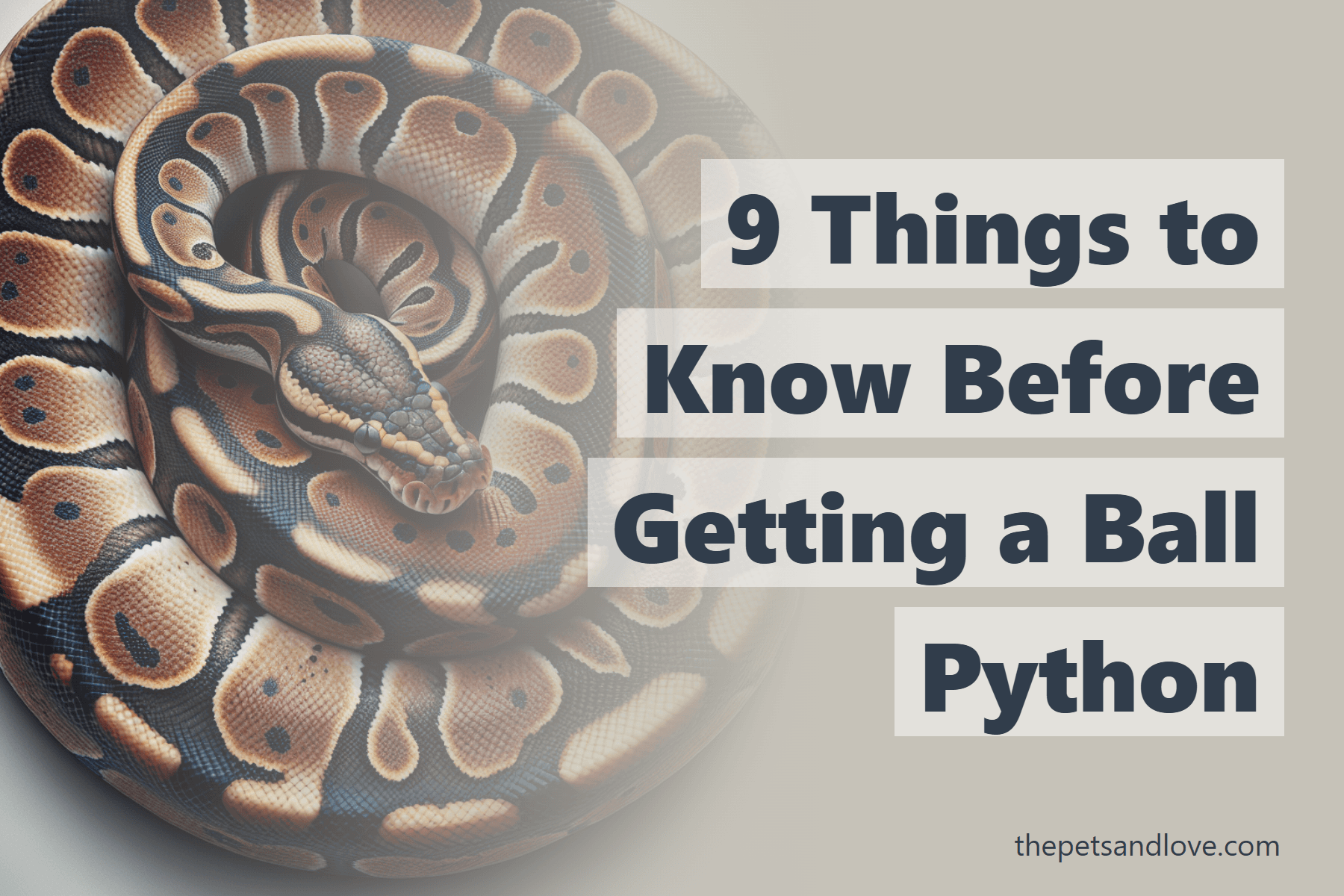 9 Things to Know Before Getting a Ball Python