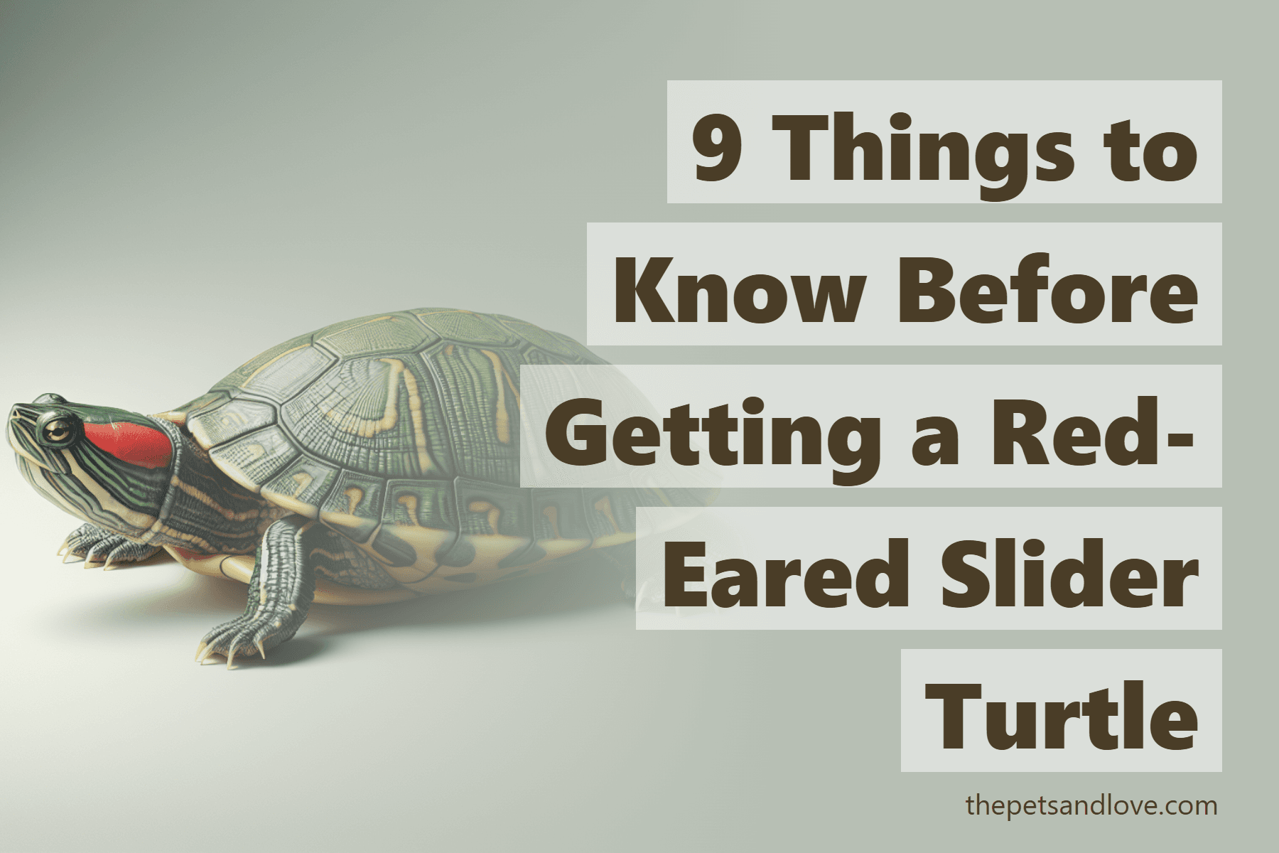 9 Things to Know Before Getting a Red-Eared Slider Turtle