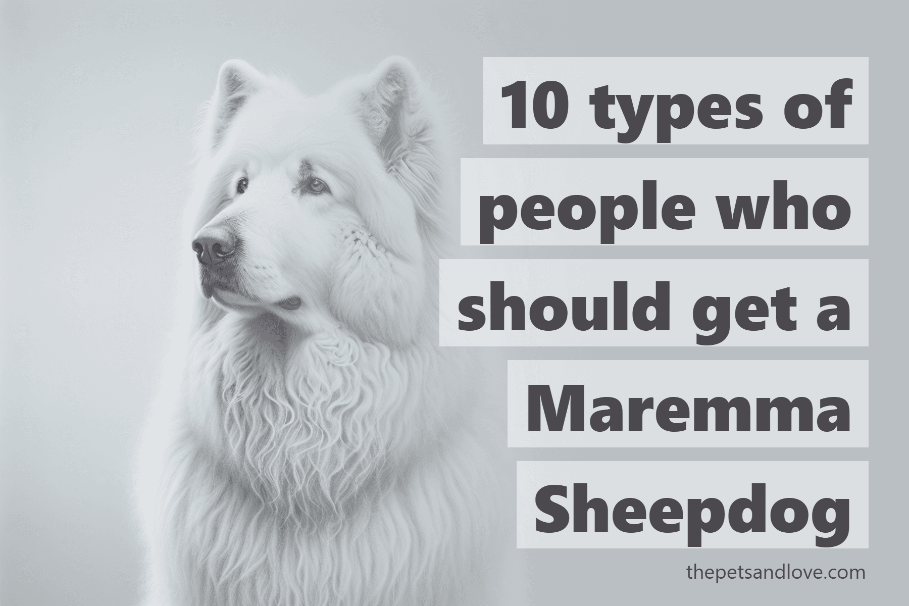10 types of people who should get a Maremma Sheepdog