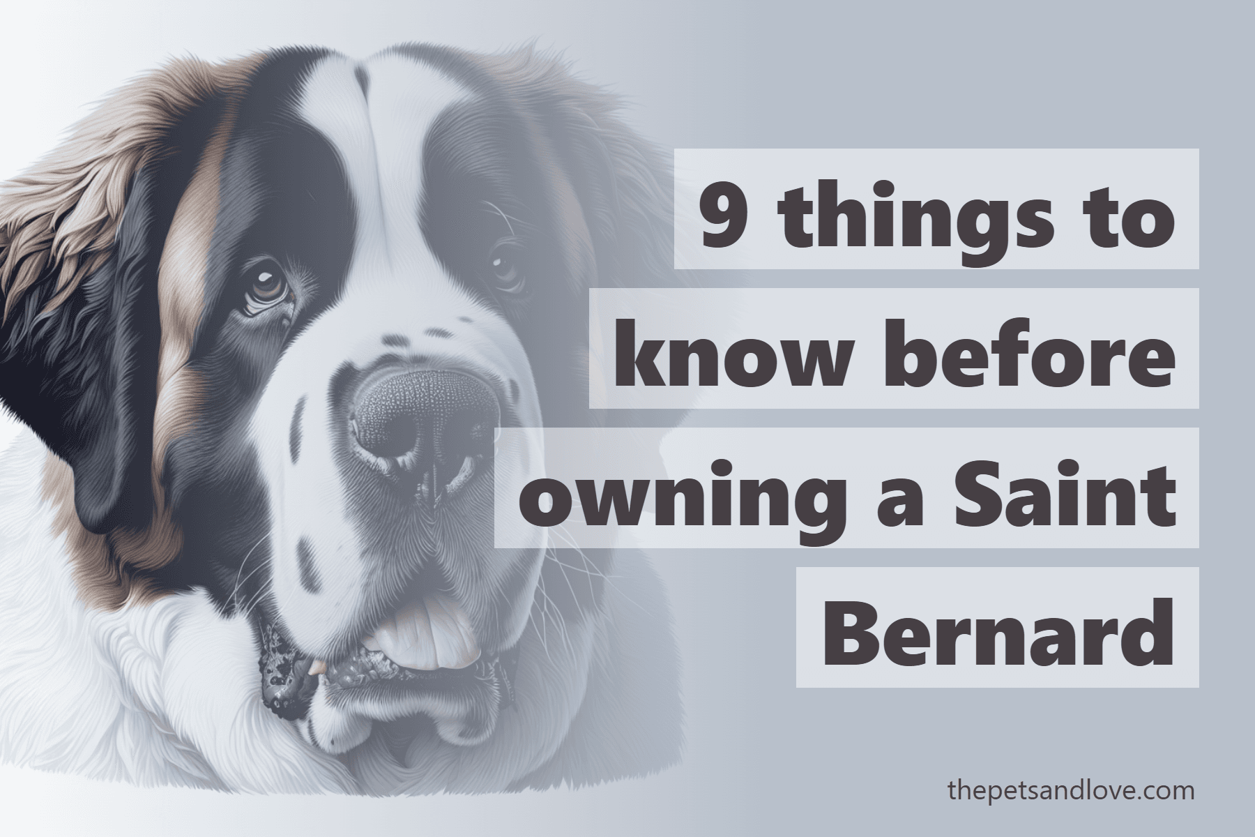 9 things to know before owning a Saint Bernard