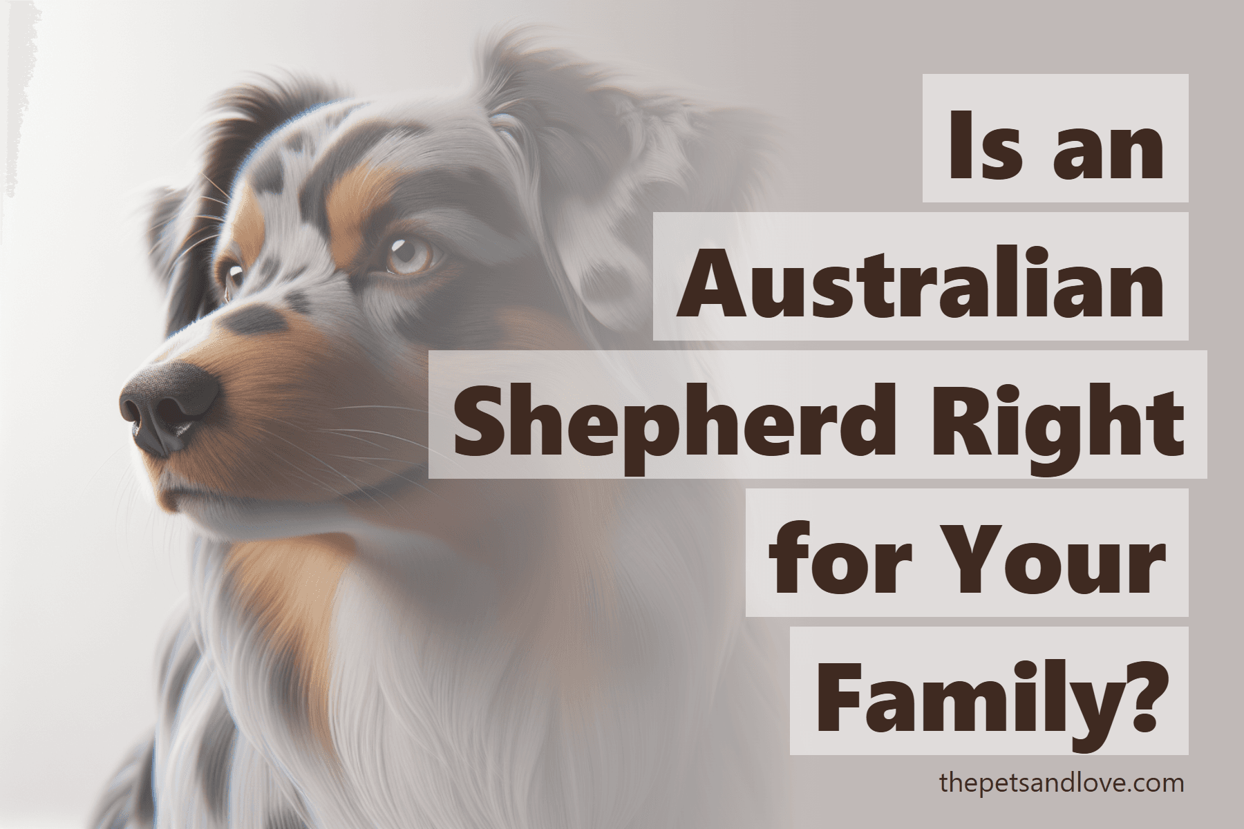 Is an Australian Shepherd Right for Your Family?