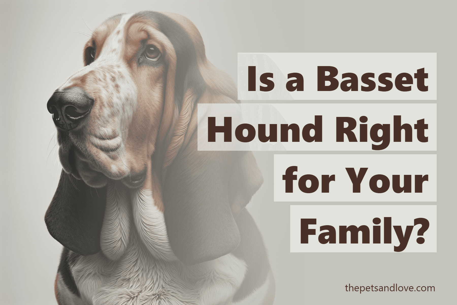 Is a Basset Hound Right for Your Family?
