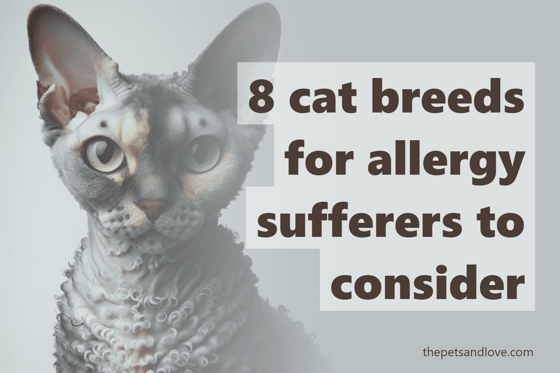 8 cat breeds for allergy sufferers to consider