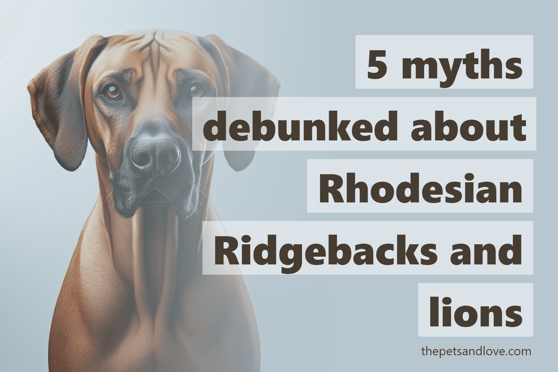 5 myths debunked about Rhodesian Ridgebacks and lions