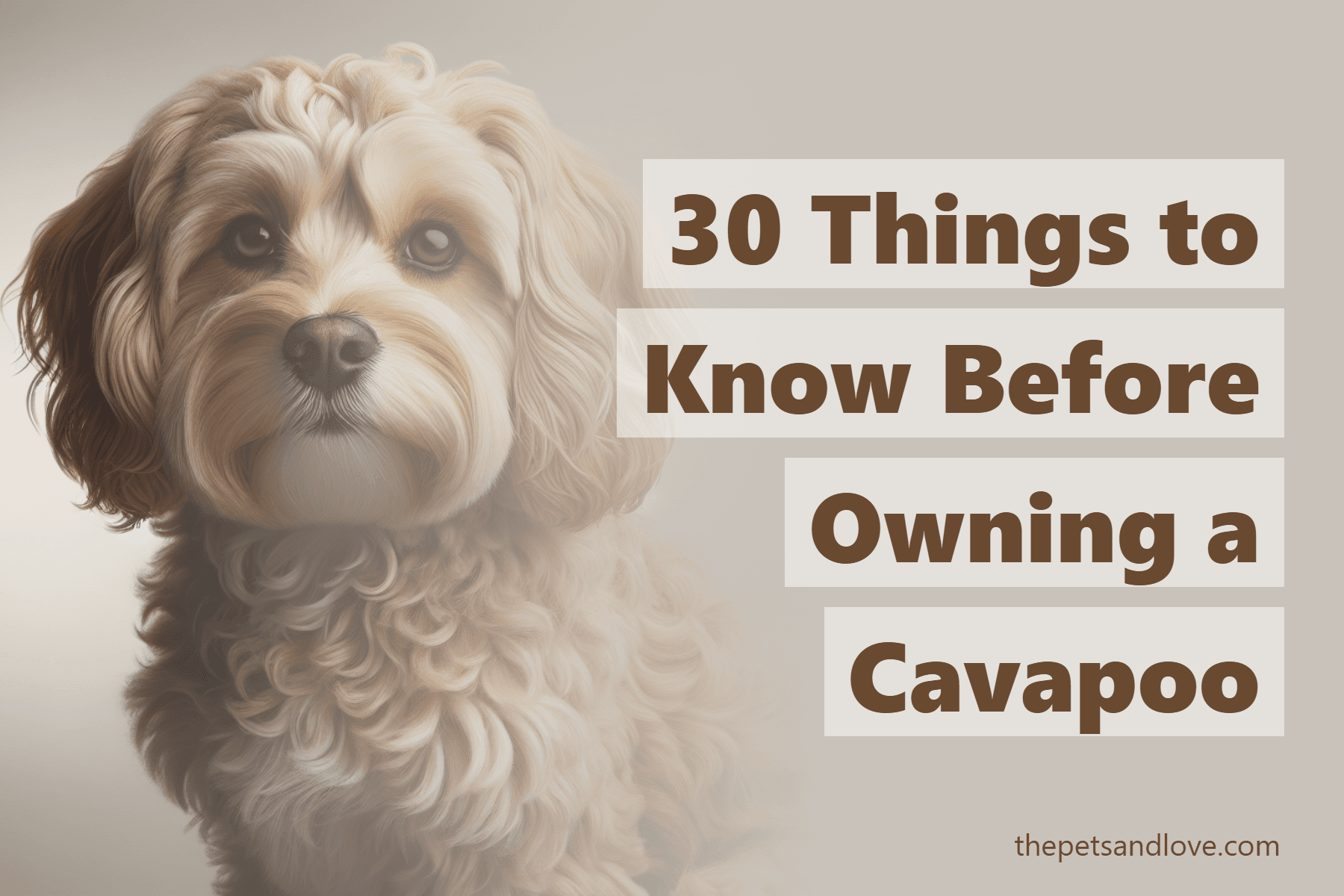 30 Things to Know Before Owning a Cavapoo