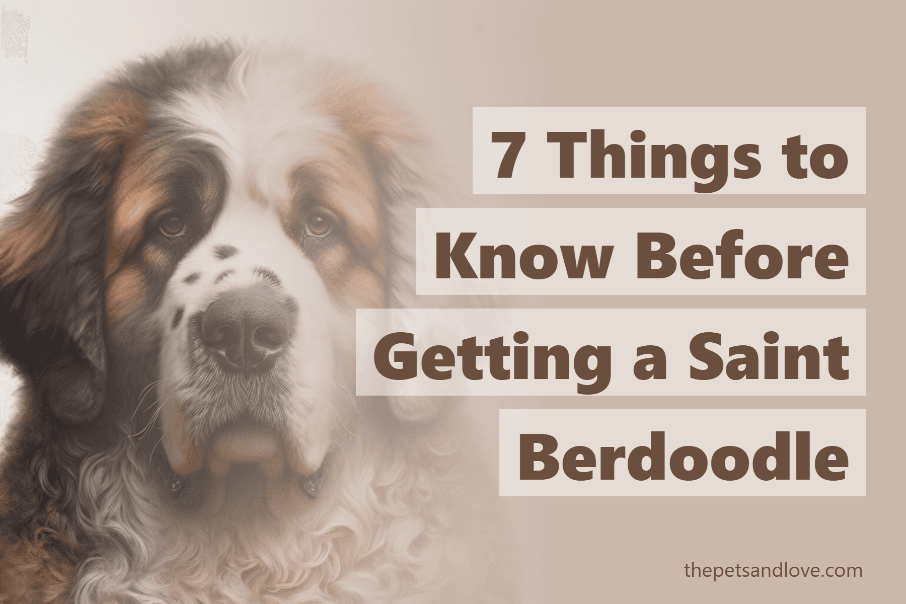 7 Things to Know Before Getting a Saint Berdoodle