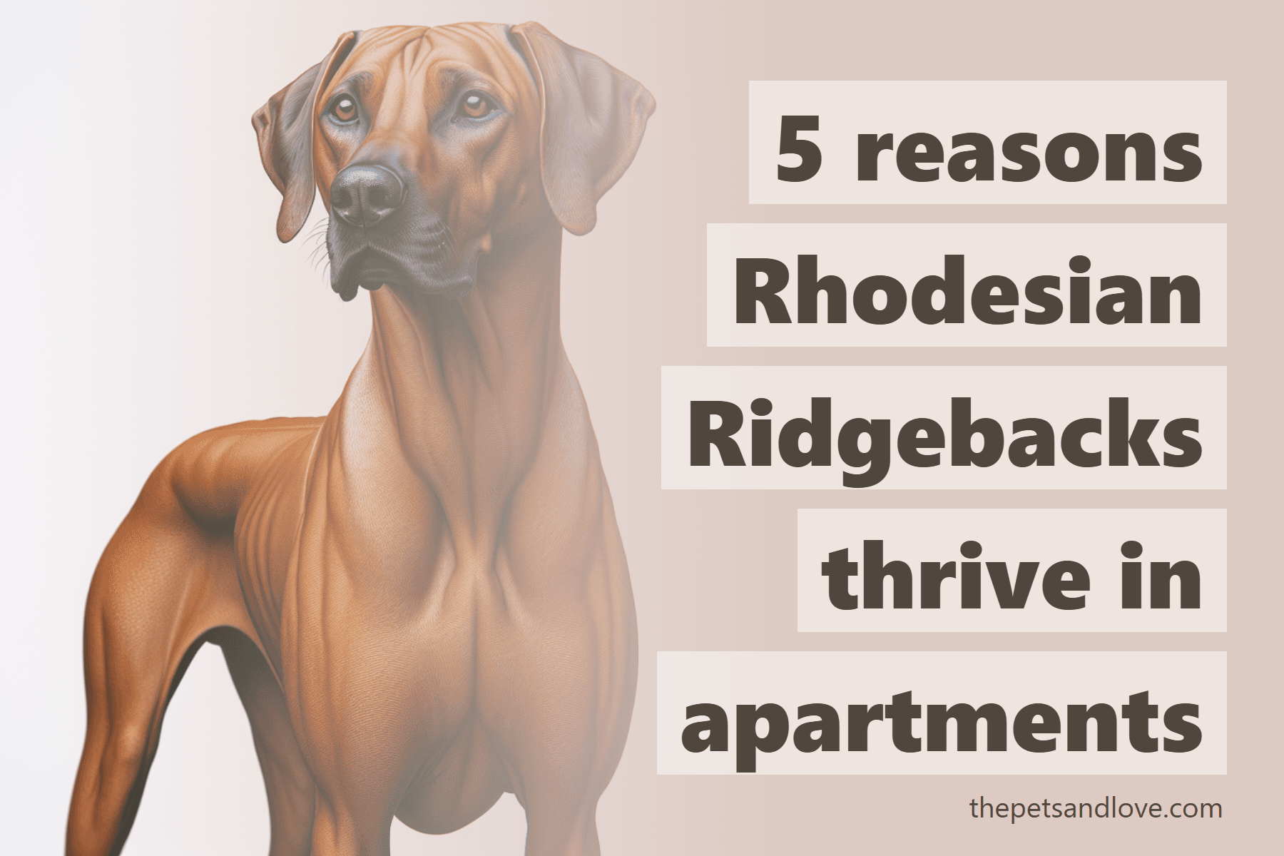 5 reasons Rhodesian Ridgebacks thrive in apartments