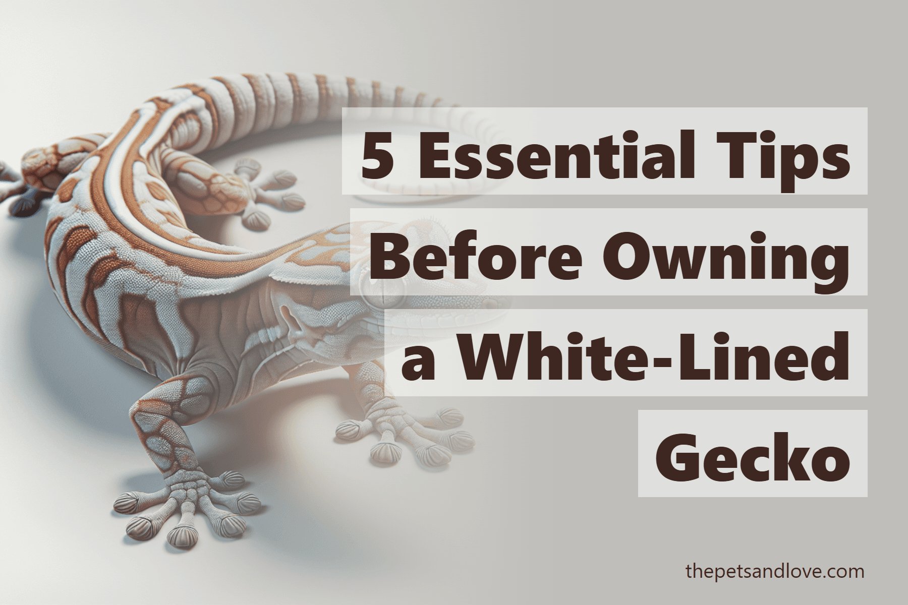 5 Essential Tips Before Owning a White-Lined Gecko