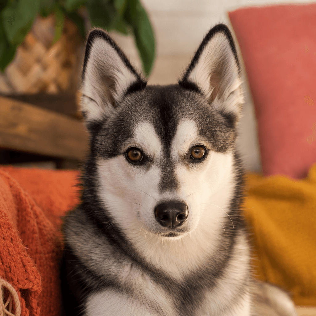 Is an Alaskan Klee Kai right for you?
