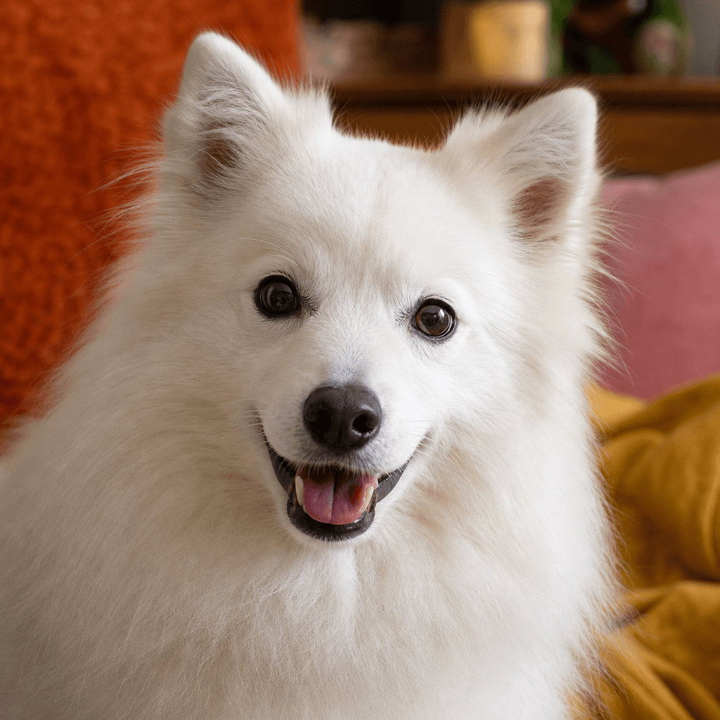 Is an American Eskimo Dog right for you?