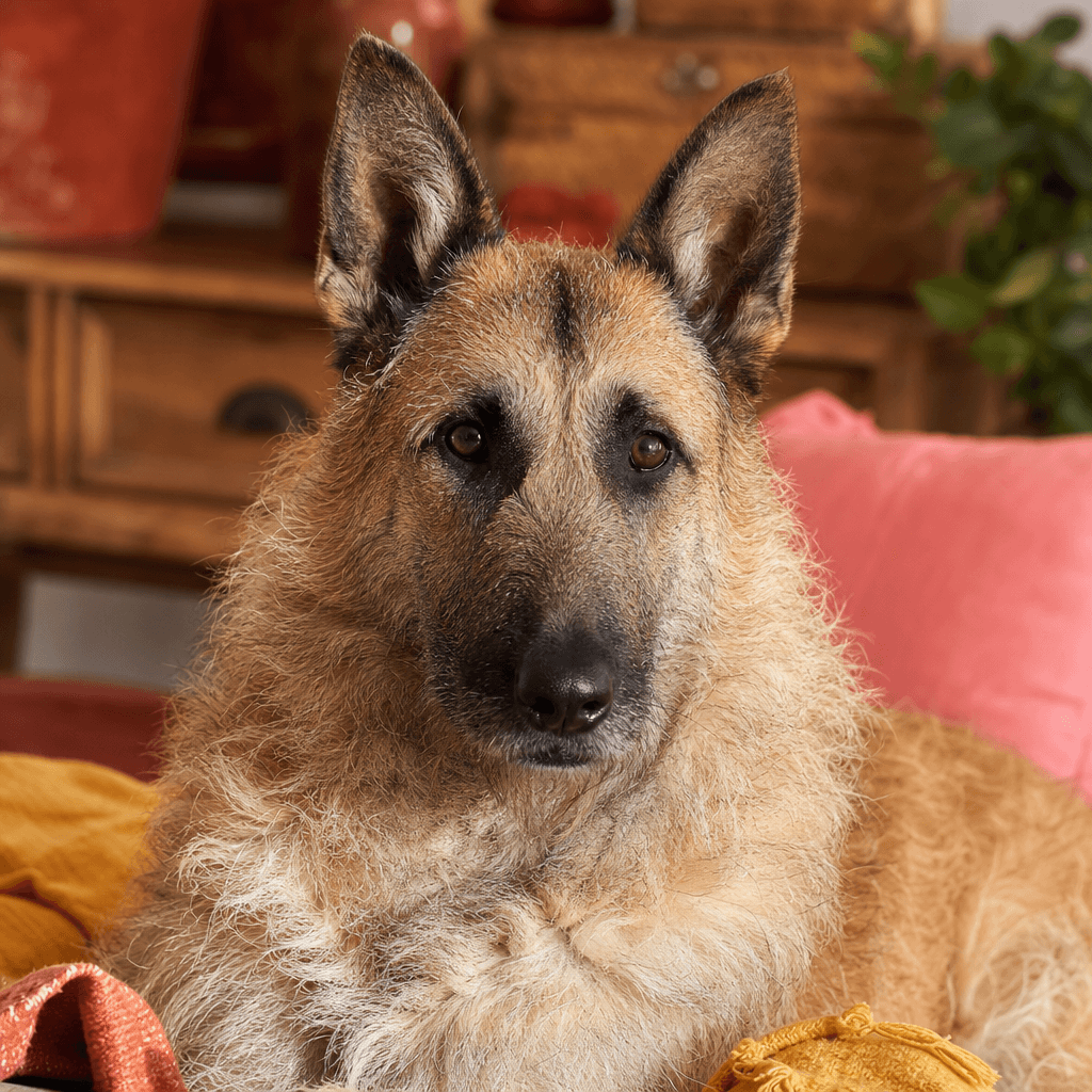Is a Belgian Laekenois right for you?